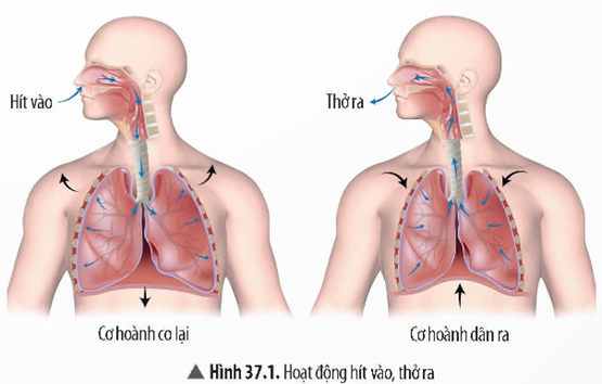 1. CHỨC NĂNG HỆ HÔ HẤP