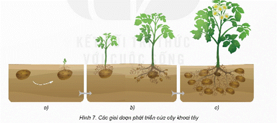Mở đầu: Cây con của cây ngô, lúa, đậu(đỗ), rau ngót,… mọc lên từ những bộ phận nào của cây mẹ? Giải chi tiết:Cây con của cây ngô, lúa, đậu (đỗ), rau ngót... mọc lên từ hạt giống. 1. CÂY CON MỌC LÊN TỪ HẠTHoạt động khám pháCâu 1: Quan sát hình 2 và trả lời câu hỏi:- Hạt đậu gồm những bộ phận nào?- Bộ phận nào của hạt sẽ mọc thành cây?Giải chi tiết:- Hạt đậu gồm phôi, vỏ hạt, chất dinh dưỡng dự trữ- Bộ phận phôi của hạt sẽ mọc thành câyCâu 2: Vẽ sơ đồ các bộ phận của hạtGiải chi tiết:Câu 3: Quan sát hình 3, đọc thông tin và thực hiện:- Nêu tên các giai đoạn phát triền chính của cây đậu mọc lên từ hạt. - Trình bày sự lớn lên của cây đậu con mọc lên từ hạt. Giải chi tiết:- Các giai đoạn phát triền chính của cây đậu mọc lên từ hạt: a) Nảy mầm, b) Cây con, c) Cây trưởng thành- Sự lớn lên của cây đậu con mọc lên từ hạt.Ở giai đoạn nảy mần: Rễ mầm mọc và đâm xuống đất và chồi mầm mọc vươn lên cao.Ở giai đoạn cây con: Cây con phát triển ra nhiều lá, rễ mớiỞ giai đoạn cây trưởng thành: Cây ra hoa, tạo quảLuyện tập, vận dụng Câu 1: Kể tên một số cây mọc lên từ hạt mà em biết.Giải chi tiết:Một số cây mọc lên từ hạt gồm: cây ngô, cây lúa, cây đậu (đỗ), cây hoa hướng dương, cây cà chua,…Câu 2: Tìm hiểu trong thực tế, sách, báo, in-tơ-nét,... về sự phát triển của một cây mọc lên từ hạt mà em biết. Trình bày kết quả theo gợi ý: - Tên cây.- Vẽ sơ đồ và ghi chú các giai đoạn phát triển chính của cây.- Mô tả một số đặc điểm của cây ở từng giai đoạn.Giải chi tiết:- Tên: Cây ngô- Sơ đồ:- Đặc điểm:a) Nảy mầm:Ở giai đoạn này, cây ngô chỉ mới bắt đầu phát triển từ hạt ngô.Cây ngô ở giai đoạn này có thể được nhìn thấy dưới dạng một mầm nhỏ, với một thân mảnh mai và một lá đầu tiên.Cây ngô ở giai đoạn này thường chỉ cao vài centimet và chưa có nhiều đặc điểm riêng biệt.b) Cây con:Ở giai đoạn này, cây ngô đã phát triển thành một cây con với nhiều lá và cành hơn.Thân cây có thể đã dài lên vài chục centimet, có một hệ thống rễ nhỏ dưới mặt đất.Lá của cây ngô ở giai đoạn này còn nhỏ và mềm, có màu xanh nhạt.c) Cây trưởng thành:Ở giai đoạn này, cây ngô đã trở thành cây trưởng thành, hoàn toàn phát triển và có kích thước lớn hơn rất nhiều so với giai đoạn trước.Thân cây ngô đã cao và mạnh mẽ, có thể đạt đến độ cao từ 1-2 mét hoặc hơn.Lá của cây ngô đã phát triển to hơn và có màu xanh đậm hơn, mang lại cấu trúc rất mạnh mẽ cho cây. 2. CÂY CON MỌC LÊN TỪ RỄ, THÂN, LÁHoạt động khám phá: Câu 1: Quan sát hình 4 và cho biết các cây con mọc lên từ bộ phận nào của cây mẹ.Giải chi tiết:Cây con mọc từ rễ, lá, thân của cây mẹCâu 2: Quan sát hình 6 và thực hiện:- Nêu tên các giai đoạn phát triển chính của cây dâu tây mọc lên từ thân cây mẹ. - Trình bày sự phát triển của cây dâu tây con.Giải chi tiết:- Tên các giai đoạn phát triển chính của cây dâu tây mọc lên từ thân cây mẹ: Nảy chồi, cây con, cây trưởng thành- Trình bày sự phát triển của cây dâu tây con. Ở giai đoạn nảy chồi: cây chồi, rễ mới mọc ra. Ở giai đoạn cây con: cây con phát triển ra nhiều lá, rễ mới. Ở giai đoạn cây trưởng thành: Cây ra hoa, tạo quảLuyện tập, vận dụngCâu 1: Dựa vào hình 7, cho biết cây khoai tây mọc lên từ bộ phận nào và mô tả một số đặc điểm ở mỗi giai đoạn phát triển của cây.Giải chi tiết:- Cây khoai tây mọc lên từ rễ.- Ở giai đoạn nảy chồi: cây chồi, rễ mới mọc ra. Ở giai đoạn cây con: cây con phát triển ra nhiều lá, rễ mới. Ở giai đoạn cây trưởng thành: Cây ra hoa, rễ phình to tạo thành củ.Câu 2: Tìm hiểu trong thực tế, sách, báo, in-tơ-nét,... về sự phát triển của một cây mọc lên từ bộ phận của cây mẹ mà em biết. Trình bày kết quả theo gợi ý:- Tên cây, bộ phận mọc lên cây con.- Vẽ sơ đồ và ghi chú các giai đoạn phát triển chính của cây.- Mô tả một số đặc điểm của cây ở từng giai đoạn.Giải chi tiết:- Tên cây: Hành tây- Bộ phận mọc lên cây con: Gốc của hành tây- Sơ đồ và mô tả đặc điểm giai đoạn phát triển:Nảy mầm -> Cây con -> Cây trưởng thànhGiai đoạn 1: Nảy mầmHạt hành tây được gieo vào đất.Sau một thời gian, hạt nảy mầm và cây con nhỏ bắt đầu mọc lên từ gốc.Giai đoạn 2: Cây conCây con của hành tây phát triển với một thân mảnh mai và một lá đầu tiên.Thân cây con tiếp tục phát triển và có thể bắt đầu xuất hiện các lá mới.Giai đoạn 3: Cây trưởng thànhCây hành tây trưởng thành có thân cao và mạnh mẽ, với nhiều lá xanh mượt.Thân cây hành tây được bao bọc bởi nhiều lớp vỏ bên ngoài 3. THỰC HÀNH: TRỒNG CÂY