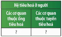 1. CẤU TẠO VÀ CHỨC NĂNG CỦA HỆ TIÊU HÓA