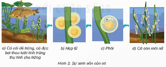 Mở đầu: Kể tên các động vật có trong hình 1. Hãy nêu một số thông tin em biết về sự sinh sản của các động vật đó. Giải chi tiết:Vịt, vịt con, trâu, nghé 1. ĐỘNG VẬT ĐẺ TRỨNG VÀ ĐỘNG VẬT ĐẺ CONHoạt động khám pháCâu 1: Quan sát hình 2, nêu tên động vật đẻ Trứng và động vật đẻ con.Giải chi tiết:- Động vật đẻ trứng ốc sên, bướm, chim- Động vật đẻ con: lợn, mèoLuyện tập, vận dụng Kể thêm tên các động vật đẻ trứng, động vật đẻ con mà em biết theo gợi ý: Giải chi tiết:Động vật đẻ trứngĐộng vật đẻ con1. Rùa 2. Cá sấu 3. Chim 4. Bò sát như kỳ đà và rắn1. Cá heo2. Gấu 3. Hươu 4. Chó 5. Mèo 6. Hổ 7. Voi 2. SỰ SINH SẢN CỦA ĐỘNG VẬT