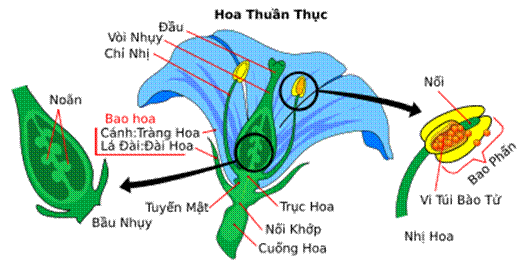 Mở đầu: Nêu tên các cây có hoa trong hình 1. Hoa có chức năng gì?Giải chi tiết:- Tên các cây có hoa trong hình 1: Hoa đu đủ, hoa mướp, hoa sen, hoa cải cúc- Hoa có chức năng làm cơ quan sinh sản của thực vật có hoa 1. CƠ QUAN SINH SẢN CỦA THỰC VẬT CÓ HOAHoạt động khám pháCâu 1: Quan sát hình 2 và cho biết:Tên cơ quan sinh sản của cây cà chua.Bộ phận nào của quả hình thành nên cây cà chua con?Giải chi tiết:Cơ quan sinh sản của cây cà chua là hoaBộ phận hạt của quả hình thành nên cây cà chua conCâu 2: Quan sát hình 3 và cho biết hoa bí ngô và hoa bưởi, hoa nào là hoa lưỡng tính, hoa nào là hoa đơn tính. Giải chi tiết:- Hoa bưởi là hoa lưỡng tính, hoa bí ngô là hoa đơn tínhCâu 3: Quan sát hình 4, chỉ và nói tên các bộ phận của nhị hoa, nhuỵ hoa. Giải chi tiết:- Nhị hoa bao gồm: Bao phấn, Chỉ nhị- Nhụy hoa bao gồm: Vòi nhụy, Bầu nhụy, Noãn, Đầu nhụyLuyện tập, vận dụngCâu 1: Chỉ trên hình 6 và nói tên các bộ phận của hoa. Giải chi tiết:Câu 2: Thu thập hoa của một số cây. Xác định các bộ phận của mỗi hoa và cho biết hoa nào là hoa đơn tính, hoa nào là hoa lưỡng tính. Giải chi tiết:+ Hoa đơn tính: hoa bơ, hoa dưa hấu, hoa cây bí đao+ Hoa lưỡng tính: Hoa hồng, hoa sen, cẩm tú cầu,- Hoa lưỡng tính:- Hoa đơn tính: 2. SỰ THỤ PHẤN, THỤ TINH, TẠO QUẢ VÀ HẠT