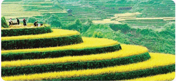 Mở đầu: Em đã học được những gì từ chủ để Chất? Điều gì làm em thích nhất khi tìm hiểu về chủ đề này?Giải chi tiết:Em đã học được Vai trò của đất, thành phần đất, ô nhiễm, xói mòn đất, bảo vệ môi trường đất; Dung dịch và hỗ hợp, sự biến đổi của chất. Em thích nhất tìm hiểu về nội dung bảo vệ môi trường đất. Luyện tập, vận dụng