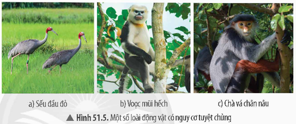 3. BẢO VỆ ĐỘNG VẬT HOANG DÃ