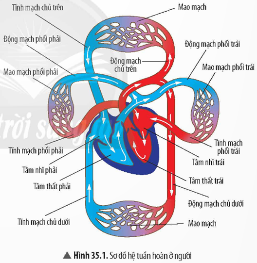 1. HỆ TUẦN HOÀN