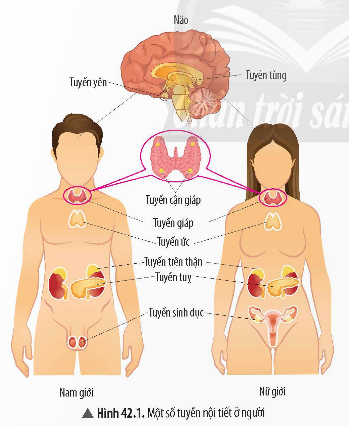 1. CÁC TUYẾN NỘI TIẾT