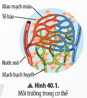 1. KHÁI NIỆM MÔI TRƯỜNG TRONG VÀ CÂN BẰNG MÔI TRƯỜNG TRONG CƠ THỂ