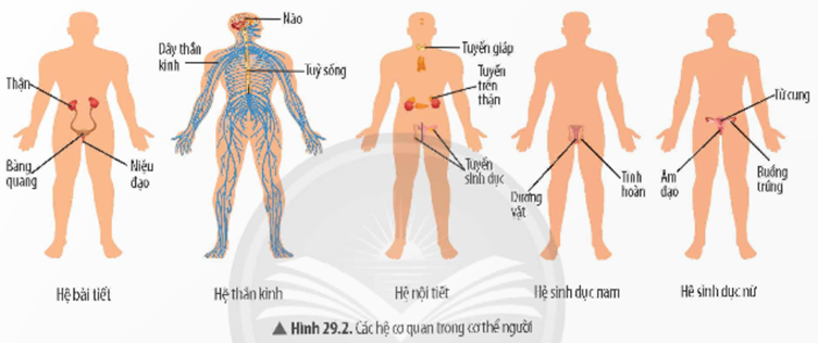 2. CÁC HỆ CƠ QUAN TRONG CƠ THỂ NGƯỜI