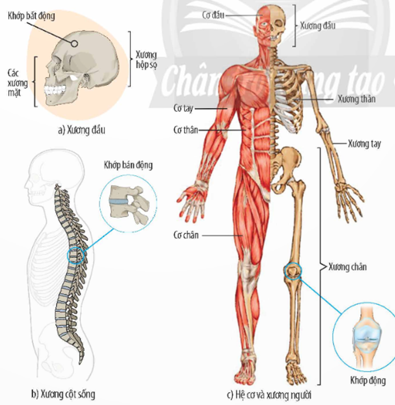 1. CẤU TẠO VÀ CHỨC NĂNG CỦA HỆ VẬN ĐỘNG