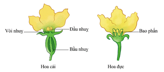 Mở đầu: Nêu tên các cây có hoa trong hình 1. Hoa có chức năng gì?Giải chi tiết:- Tên các cây có hoa trong hình 1: Hoa đu đủ, hoa mướp, hoa sen, hoa cải cúc- Hoa có chức năng làm cơ quan sinh sản của thực vật có hoa 1. CƠ QUAN SINH SẢN CỦA THỰC VẬT CÓ HOAHoạt động khám pháCâu 1: Quan sát hình 2 và cho biết:Tên cơ quan sinh sản của cây cà chua.Bộ phận nào của quả hình thành nên cây cà chua con?Giải chi tiết:Cơ quan sinh sản của cây cà chua là hoaBộ phận hạt của quả hình thành nên cây cà chua conCâu 2: Quan sát hình 3 và cho biết hoa bí ngô và hoa bưởi, hoa nào là hoa lưỡng tính, hoa nào là hoa đơn tính. Giải chi tiết:- Hoa bưởi là hoa lưỡng tính, hoa bí ngô là hoa đơn tínhCâu 3: Quan sát hình 4, chỉ và nói tên các bộ phận của nhị hoa, nhuỵ hoa. Giải chi tiết:- Nhị hoa bao gồm: Bao phấn, Chỉ nhị- Nhụy hoa bao gồm: Vòi nhụy, Bầu nhụy, Noãn, Đầu nhụyLuyện tập, vận dụngCâu 1: Chỉ trên hình 6 và nói tên các bộ phận của hoa. Giải chi tiết:Câu 2: Thu thập hoa của một số cây. Xác định các bộ phận của mỗi hoa và cho biết hoa nào là hoa đơn tính, hoa nào là hoa lưỡng tính. Giải chi tiết:+ Hoa đơn tính: hoa bơ, hoa dưa hấu, hoa cây bí đao+ Hoa lưỡng tính: Hoa hồng, hoa sen, cẩm tú cầu,- Hoa lưỡng tính:- Hoa đơn tính: 2. SỰ THỤ PHẤN, THỤ TINH, TẠO QUẢ VÀ HẠT