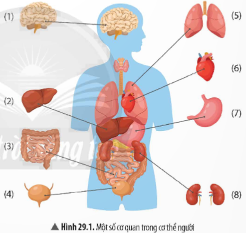 1. CÁC CƠ QUAN TRONG CƠ THỂ NGƯỜI
