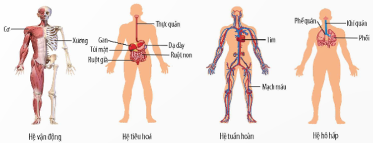 2. CÁC HỆ CƠ QUAN TRONG CƠ THỂ NGƯỜI