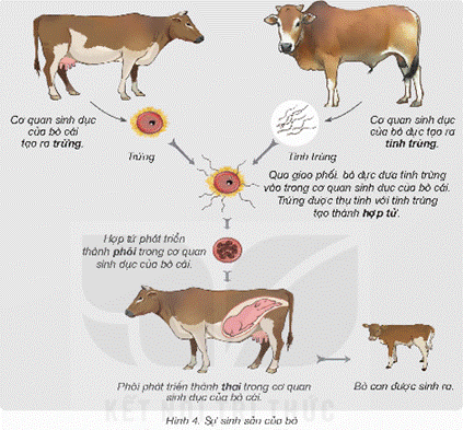 Mở đầu: Kể tên các động vật có trong hình 1. Hãy nêu một số thông tin em biết về sự sinh sản của các động vật đó. Giải chi tiết:Vịt, vịt con, trâu, nghé 1. ĐỘNG VẬT ĐẺ TRỨNG VÀ ĐỘNG VẬT ĐẺ CONHoạt động khám pháCâu 1: Quan sát hình 2, nêu tên động vật đẻ Trứng và động vật đẻ con.Giải chi tiết:- Động vật đẻ trứng ốc sên, bướm, chim- Động vật đẻ con: lợn, mèoLuyện tập, vận dụng Kể thêm tên các động vật đẻ trứng, động vật đẻ con mà em biết theo gợi ý: Giải chi tiết:Động vật đẻ trứngĐộng vật đẻ con1. Rùa 2. Cá sấu 3. Chim 4. Bò sát như kỳ đà và rắn1. Cá heo2. Gấu 3. Hươu 4. Chó 5. Mèo 6. Hổ 7. Voi 2. SỰ SINH SẢN CỦA ĐỘNG VẬT
