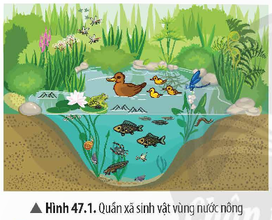 1. KHÁI NIỆM QUẦN XÃ SINH VẬT