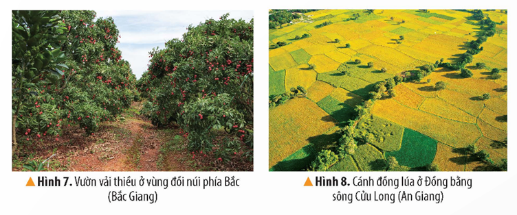 2. KHÍ HẬU VÀ SÔNG, HỒCâu hỏi: Đọc thông tin, bảng nhiệt độ trung bình của Hà Nội và Thành phố Hồ Chí Minh, quan sát các hình 3, 4 em hãy:- Trình bày đặc điểm chính của khí hậu nước ta- Nêu những thuận lợi và khó khăn của khí hậu đối với đời sống và hoạt động sản xuấtGiải chi tiết:- Đặc điểm chính của khí hậu nước ta:+ Việt Nam có khí hậu nhiệt đới ẩm gió mùa, nhiệt độ trung bình năm trên cả nước đều lớn hơn 20°C (trừ vùng núi cao)+ Khí hậu giữa miền Bắc và miền Nam có sự khác biệt: miền Bắc có 2 mùa chính là mùa hạ nóng và mùa đông lạnh còn miền Nam nóng quanh năm, có 2 mùa rõ rệt là mùa mưa và mùa khô- Những thuận lợi của khí hậu đối với đời sống và hoạt động sản xuất: + Cây trồng phát triển quanh năm cùng với năng suất cao+ Sản phẩm nông nghiệp đa dạng- Những khó khăn của khí hậu đối với đời sống và hoạt động sản xuất: chịu ảnh hưởng của thiên tai: bão, lũ lụt, hạn hán,... gây khó khănCâu hỏi: Đọc thông tin và quan sát các hình 5, 6 em hãy:- Trình bày đặc điểm của sông, hồ nước ta- Nêu vai trò của sông, hồ đối với đời sống và hoạt động sản xuấtGiải chi tiết:- Đặc điểm chính của sông, hồ nước ta:+ Việt Nam có rất nhiều sông, chủ yếu là sông nhỏ, có một số dòng sông lớn như: sông Hồng, sông Cửu Long,..+ Lượng nước sông thay đổi theo mùa: mùa lũ mực nước sông dâng cao có thể gây lũ lụt, ngập úng; mùa cạn mực nước sông hạ thấp gây nên tình trạng thiếu nước sinh hoạt và sản xuất ở một số khu vực+ Có nhiều hồ gồm cả tự nhiên lẫn nhân tạo như: hồ Ba Bể, hồ Dầu Tiếng,..- Vai trò của sông, hồ đối với đời sống và hoạt động sản xuất:+ Cung cấp nước cho sản xuất và sinh hoạt+ Tạo điều kiện phát triển đánh bắt và nuôi trồng thuỷ sản, du lịch, giao thông đường thuỷ, thuỷ điện,…3. ĐẤT VÀ RỪNGCâu hỏi: Đọc thông tin và quan sát các hình 7, 8 em hãy:- Trình bày đặc điểm của các loại đất ở nước ta.- Nêu vai trò của đất với sản xuất nông nghiệpGiải chi tiết:- Đặc điểm của các loại đất ở nước ta: có 2 nhóm đất chính là phe-ra-lít và phù sa:+ Nhóm đất phe-ra-lít phân bố ở vùng đồi núi, chua và nghèo mùn+ Nhóm đất phù sa phân bố chủ yếu ở vùng đồng bằng, tơi xốp, màu mỡ- Vai trò của đất với sản xuất nông nghiệp:+ Nhóm đất phe-ra-lít thích hợp trồng rưng, cây công nghiệp, cây ăn quả và cây dược liệu+ Nhóm đất phù sa thuận lợi trồng cây lương thực (đặc biệt là lúa nước), rau đậu, cây ăn quả,... Câu hỏi: Đọc thông tin và quan sát các hình 9, 10 em hãy:- Trình bày đặc điểm của rừng ở nước ta.- Nêu vai trò của rừng với đời sống và hoạt động sản xuấtGiải chi tiết:- Đặc điểm của các rừng ở nước ta: rừng nhiệt đới và rừng ngập mặn chiếm diện tích lớn+ Rừng nhiệt đới: chủ yếu ở vùng đồi núi, môi trường sống nóng ẩm, cây trong rừng nhiều tầng, đa dạng,...+ Rừng ngập mặn: chủ yếu ở nơi đất thấp ven biển, môi trường nước biển ngập chân, rễ chùm to khỏe, rậm rạp,...- Vai trò của rừng với đời sống và hoạt động sản xuất+ Cung cấp gỗ và sản vật phục vụ sản xuất, đời sống con người (thực phẩm, dược liệu,...)+ Hạn chế xói mòn đất, lũ lụt,... 4. MỘT SỐ BIỆN PHÁP BẢO VỆ TÀI NGUYÊN THIÊN NHIÊN VÀ PHÒNG CHỐNG THIÊN TAIĐọc thông tin, quan sát hình 11 và dựa vào hiểu biết của bản thân, em hãy nêu một số biện pháp bảo vệ tài nguyên thiên nhiên và phòng, chống thiên tai.Giải chi tiết:Một số biện pháp bảo vệ tài nguyên thiên nhiên và phòng, chống thiên tai là:+ Khai thác hợp lí, tiết kiệm tài nguyên thiên nhiên+ Vứt rác đúng nơi quy định, không xả rác bừa bãi+ Có ý thức tiết kiệm điện, nước trong sinh hoạt hàng ngày+ Mở các lớp, khoá học giáo dục các kĩ năng phòng, chống thiên tai+ Tích cực trồng cây xanh, tham gia vào các phong trào bảo vệ môi trường 5. LUYỆN TẬP