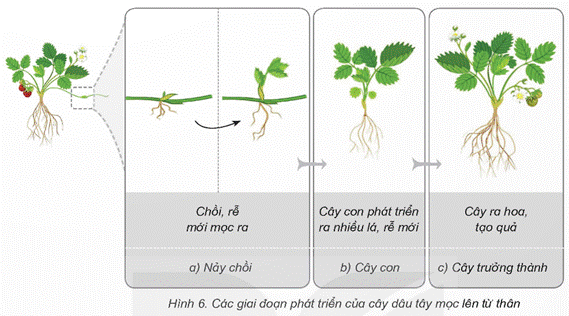 Mở đầu: Cây con của cây ngô, lúa, đậu(đỗ), rau ngót,… mọc lên từ những bộ phận nào của cây mẹ? Giải chi tiết:Cây con của cây ngô, lúa, đậu (đỗ), rau ngót... mọc lên từ hạt giống. 1. CÂY CON MỌC LÊN TỪ HẠTHoạt động khám pháCâu 1: Quan sát hình 2 và trả lời câu hỏi:- Hạt đậu gồm những bộ phận nào?- Bộ phận nào của hạt sẽ mọc thành cây?Giải chi tiết:- Hạt đậu gồm phôi, vỏ hạt, chất dinh dưỡng dự trữ- Bộ phận phôi của hạt sẽ mọc thành câyCâu 2: Vẽ sơ đồ các bộ phận của hạtGiải chi tiết:Câu 3: Quan sát hình 3, đọc thông tin và thực hiện:- Nêu tên các giai đoạn phát triền chính của cây đậu mọc lên từ hạt. - Trình bày sự lớn lên của cây đậu con mọc lên từ hạt. Giải chi tiết:- Các giai đoạn phát triền chính của cây đậu mọc lên từ hạt: a) Nảy mầm, b) Cây con, c) Cây trưởng thành- Sự lớn lên của cây đậu con mọc lên từ hạt.Ở giai đoạn nảy mần: Rễ mầm mọc và đâm xuống đất và chồi mầm mọc vươn lên cao.Ở giai đoạn cây con: Cây con phát triển ra nhiều lá, rễ mớiỞ giai đoạn cây trưởng thành: Cây ra hoa, tạo quảLuyện tập, vận dụng Câu 1: Kể tên một số cây mọc lên từ hạt mà em biết.Giải chi tiết:Một số cây mọc lên từ hạt gồm: cây ngô, cây lúa, cây đậu (đỗ), cây hoa hướng dương, cây cà chua,…Câu 2: Tìm hiểu trong thực tế, sách, báo, in-tơ-nét,... về sự phát triển của một cây mọc lên từ hạt mà em biết. Trình bày kết quả theo gợi ý: - Tên cây.- Vẽ sơ đồ và ghi chú các giai đoạn phát triển chính của cây.- Mô tả một số đặc điểm của cây ở từng giai đoạn.Giải chi tiết:- Tên: Cây ngô- Sơ đồ:- Đặc điểm:a) Nảy mầm:Ở giai đoạn này, cây ngô chỉ mới bắt đầu phát triển từ hạt ngô.Cây ngô ở giai đoạn này có thể được nhìn thấy dưới dạng một mầm nhỏ, với một thân mảnh mai và một lá đầu tiên.Cây ngô ở giai đoạn này thường chỉ cao vài centimet và chưa có nhiều đặc điểm riêng biệt.b) Cây con:Ở giai đoạn này, cây ngô đã phát triển thành một cây con với nhiều lá và cành hơn.Thân cây có thể đã dài lên vài chục centimet, có một hệ thống rễ nhỏ dưới mặt đất.Lá của cây ngô ở giai đoạn này còn nhỏ và mềm, có màu xanh nhạt.c) Cây trưởng thành:Ở giai đoạn này, cây ngô đã trở thành cây trưởng thành, hoàn toàn phát triển và có kích thước lớn hơn rất nhiều so với giai đoạn trước.Thân cây ngô đã cao và mạnh mẽ, có thể đạt đến độ cao từ 1-2 mét hoặc hơn.Lá của cây ngô đã phát triển to hơn và có màu xanh đậm hơn, mang lại cấu trúc rất mạnh mẽ cho cây. 2. CÂY CON MỌC LÊN TỪ RỄ, THÂN, LÁHoạt động khám phá: Câu 1: Quan sát hình 4 và cho biết các cây con mọc lên từ bộ phận nào của cây mẹ.Giải chi tiết:Cây con mọc từ rễ, lá, thân của cây mẹCâu 2: Quan sát hình 6 và thực hiện:- Nêu tên các giai đoạn phát triển chính của cây dâu tây mọc lên từ thân cây mẹ. - Trình bày sự phát triển của cây dâu tây con.Giải chi tiết:- Tên các giai đoạn phát triển chính của cây dâu tây mọc lên từ thân cây mẹ: Nảy chồi, cây con, cây trưởng thành- Trình bày sự phát triển của cây dâu tây con. Ở giai đoạn nảy chồi: cây chồi, rễ mới mọc ra. Ở giai đoạn cây con: cây con phát triển ra nhiều lá, rễ mới. Ở giai đoạn cây trưởng thành: Cây ra hoa, tạo quảLuyện tập, vận dụngCâu 1: Dựa vào hình 7, cho biết cây khoai tây mọc lên từ bộ phận nào và mô tả một số đặc điểm ở mỗi giai đoạn phát triển của cây.Giải chi tiết:- Cây khoai tây mọc lên từ rễ.- Ở giai đoạn nảy chồi: cây chồi, rễ mới mọc ra. Ở giai đoạn cây con: cây con phát triển ra nhiều lá, rễ mới. Ở giai đoạn cây trưởng thành: Cây ra hoa, rễ phình to tạo thành củ.Câu 2: Tìm hiểu trong thực tế, sách, báo, in-tơ-nét,... về sự phát triển của một cây mọc lên từ bộ phận của cây mẹ mà em biết. Trình bày kết quả theo gợi ý:- Tên cây, bộ phận mọc lên cây con.- Vẽ sơ đồ và ghi chú các giai đoạn phát triển chính của cây.- Mô tả một số đặc điểm của cây ở từng giai đoạn.Giải chi tiết:- Tên cây: Hành tây- Bộ phận mọc lên cây con: Gốc của hành tây- Sơ đồ và mô tả đặc điểm giai đoạn phát triển:Nảy mầm -> Cây con -> Cây trưởng thànhGiai đoạn 1: Nảy mầmHạt hành tây được gieo vào đất.Sau một thời gian, hạt nảy mầm và cây con nhỏ bắt đầu mọc lên từ gốc.Giai đoạn 2: Cây conCây con của hành tây phát triển với một thân mảnh mai và một lá đầu tiên.Thân cây con tiếp tục phát triển và có thể bắt đầu xuất hiện các lá mới.Giai đoạn 3: Cây trưởng thànhCây hành tây trưởng thành có thân cao và mạnh mẽ, với nhiều lá xanh mượt.Thân cây hành tây được bao bọc bởi nhiều lớp vỏ bên ngoài 3. THỰC HÀNH: TRỒNG CÂY