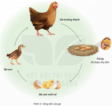 Mở đầu: Kể tên một con vật mà em yêu thích. Nêu hình thức sinh sản và một số điểm khác biệt giữa con non và con trưởng thành của con vật đó. Giải chi tiết:- Ếch có hình thức sinh sản là đẻ trứng. Con non thường nhỏ hơn và có thể có màu sắc và hình dáng khác biệt so với con trưởng thành.- Chó có hình thức sinh sản là đẻ con. Con non thường nhỏ hơn và có hình dáng tương tự con trưởng thành. 1. VÒNG ĐỜI VÀ SỰ PHÁT TRIỂN CỦA ĐỘNG VẬT ĐẺ TRỨNGHoạt động khám pháCâu 1: Quan sát hình 1, đọc thông tin và thực hiện:- Nêu tên các giai đoạn phát triển chính trong vòng đời của muỗi.- Nhận xét về hình dạng và nơi sống của ấu trùng nở ra từ trứng.- Trình bày sự phát triển của ấu trùng đến khi là muỗi trưởng thành.Giải chi tiết:- Các giai đoạn phát triển chính trong vòng đời của muỗi: Trứng -> Ấu trùng -> Nhộng -> Muỗi trưởng thành- Về hình dạng và nơi sống của ấu trùng nở ra từ trứng: Âú trùng nở ra từ trứng có hình dạng khác muỗi trưởng thành. Nơi sống trong nước.- Sự phát triển của ấu trùng đến khi là muỗi trưởng thành.Muỗi cái đẻ trứng vào trong nước, trứng có thể nở ra ấu trùng sau khoảng hai ngày nếu gặp điều kiện thuận lợi. Ấu trùng sống trong nước và phát triển thành nhộng sau khoảng năm ngày. Nhộng sống trong nước và phát triển thành muỗi trưởng thành sau khoảng hai ngày. Ấu trùng sống trong nước và phát triển thành nhộng sau khoảng năm ngày.Câu 2: Quan sát sơ đồ vòng đời của gà trong hình 2 và thực hiện: - Nêu tên các giai đoạn phát triển của gà.- Nhận xét hình dạng của gà con so với gà trưởng thành.- Mô tả sự phát triển của gà con nở ra từ trứng.Giải chi tiết:- Tên các giai đoạn phát triển của gà: Trứng -> Gà con -> Gà trưởng thành- Hình dạng của gà con tương tự so với gà trưởng thành.- Sự phát triển của gà con nở ra từ trứng. Ban đầu, khi mới nở ra từ, gà con non có lớp lông mịn và mắt chưa hoàn thiện. Trong vài ngày đầu tiên, chúng phát triển nhanh chóng và có thể di chuyển. Lớp lông dày hơn và các cơ quan cảm nhận cũng phát triển. Cuối cùng, gà trưởng thành xuất hiện, với lông dày, cơ bắp mạnh mẽ, và cơ quan nội tạng phát triển đầy đủ.Luyện tập, vận dụng Câu 1: Hình 3 mô tả các giai đoạn phát triển trong vòng đời của bướm. Ghép các ô chữ tên các giai đoạn phát triển trong vòng đời của bướm với hình tương ứng.1. Trứng2. Nhộng3. Bướm trưởng thành4. Ấu trùng (sâu bướm) - Trình bày sự phát triển của bướm.Giải chi tiết:a) - 3. Bướm trưởng thànhb) - 1. Trứngc) - 2. Nhộngd) - 4. Ấu trùng (sâu bướm) - Sự phát triển của bướm: Bướm trưởng thành đẻ ra trứng. Trứng sau đó nở ra nhộng và nhộng phát triển thành ấu trùng ( sâu bướm). Sâu bướm lớn lên và phát triển thành bướm trưởng thành.Câu 2: Tìm hiểu vòng đời của một động vật đẻ trứng và viết sơ đồ mô tả vòng đời của động vật đó.Giải chi tiết:+ Vịt: Trứng được thụ tinh -> Vịt con mới nở từ trứng -> Vịt con -> Vịt trưởng thành + Châu chấu: Trứng -> Ấu trùng (nhiều lần lột xác) -> Châu chấu trưởng thành+ Cá hồi: Trứng -> Cá con mới nở -> Cá con -> Cá trưởng thành 2. VÒNG ĐỜI VÀ SỰ TRƯỞNG THÀNH CỦA ĐỘNG VẬT ĐẺ CON