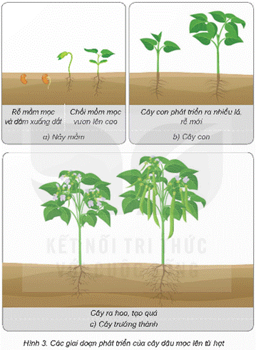 Mở đầu: Cây con của cây ngô, lúa, đậu(đỗ), rau ngót,… mọc lên từ những bộ phận nào của cây mẹ? Giải chi tiết:Cây con của cây ngô, lúa, đậu (đỗ), rau ngót... mọc lên từ hạt giống. 1. CÂY CON MỌC LÊN TỪ HẠTHoạt động khám pháCâu 1: Quan sát hình 2 và trả lời câu hỏi:- Hạt đậu gồm những bộ phận nào?- Bộ phận nào của hạt sẽ mọc thành cây?Giải chi tiết:- Hạt đậu gồm phôi, vỏ hạt, chất dinh dưỡng dự trữ- Bộ phận phôi của hạt sẽ mọc thành câyCâu 2: Vẽ sơ đồ các bộ phận của hạtGiải chi tiết:Câu 3: Quan sát hình 3, đọc thông tin và thực hiện:- Nêu tên các giai đoạn phát triền chính của cây đậu mọc lên từ hạt. - Trình bày sự lớn lên của cây đậu con mọc lên từ hạt. Giải chi tiết:- Các giai đoạn phát triền chính của cây đậu mọc lên từ hạt: a) Nảy mầm, b) Cây con, c) Cây trưởng thành- Sự lớn lên của cây đậu con mọc lên từ hạt.Ở giai đoạn nảy mần: Rễ mầm mọc và đâm xuống đất và chồi mầm mọc vươn lên cao.Ở giai đoạn cây con: Cây con phát triển ra nhiều lá, rễ mớiỞ giai đoạn cây trưởng thành: Cây ra hoa, tạo quảLuyện tập, vận dụng Câu 1: Kể tên một số cây mọc lên từ hạt mà em biết.Giải chi tiết:Một số cây mọc lên từ hạt gồm: cây ngô, cây lúa, cây đậu (đỗ), cây hoa hướng dương, cây cà chua,…Câu 2: Tìm hiểu trong thực tế, sách, báo, in-tơ-nét,... về sự phát triển của một cây mọc lên từ hạt mà em biết. Trình bày kết quả theo gợi ý: - Tên cây.- Vẽ sơ đồ và ghi chú các giai đoạn phát triển chính của cây.- Mô tả một số đặc điểm của cây ở từng giai đoạn.Giải chi tiết:- Tên: Cây ngô- Sơ đồ:- Đặc điểm:a) Nảy mầm:Ở giai đoạn này, cây ngô chỉ mới bắt đầu phát triển từ hạt ngô.Cây ngô ở giai đoạn này có thể được nhìn thấy dưới dạng một mầm nhỏ, với một thân mảnh mai và một lá đầu tiên.Cây ngô ở giai đoạn này thường chỉ cao vài centimet và chưa có nhiều đặc điểm riêng biệt.b) Cây con:Ở giai đoạn này, cây ngô đã phát triển thành một cây con với nhiều lá và cành hơn.Thân cây có thể đã dài lên vài chục centimet, có một hệ thống rễ nhỏ dưới mặt đất.Lá của cây ngô ở giai đoạn này còn nhỏ và mềm, có màu xanh nhạt.c) Cây trưởng thành:Ở giai đoạn này, cây ngô đã trở thành cây trưởng thành, hoàn toàn phát triển và có kích thước lớn hơn rất nhiều so với giai đoạn trước.Thân cây ngô đã cao và mạnh mẽ, có thể đạt đến độ cao từ 1-2 mét hoặc hơn.Lá của cây ngô đã phát triển to hơn và có màu xanh đậm hơn, mang lại cấu trúc rất mạnh mẽ cho cây. 2. CÂY CON MỌC LÊN TỪ RỄ, THÂN, LÁHoạt động khám phá: Câu 1: Quan sát hình 4 và cho biết các cây con mọc lên từ bộ phận nào của cây mẹ.Giải chi tiết:Cây con mọc từ rễ, lá, thân của cây mẹCâu 2: Quan sát hình 6 và thực hiện:- Nêu tên các giai đoạn phát triển chính của cây dâu tây mọc lên từ thân cây mẹ. - Trình bày sự phát triển của cây dâu tây con.Giải chi tiết:- Tên các giai đoạn phát triển chính của cây dâu tây mọc lên từ thân cây mẹ: Nảy chồi, cây con, cây trưởng thành- Trình bày sự phát triển của cây dâu tây con. Ở giai đoạn nảy chồi: cây chồi, rễ mới mọc ra. Ở giai đoạn cây con: cây con phát triển ra nhiều lá, rễ mới. Ở giai đoạn cây trưởng thành: Cây ra hoa, tạo quảLuyện tập, vận dụngCâu 1: Dựa vào hình 7, cho biết cây khoai tây mọc lên từ bộ phận nào và mô tả một số đặc điểm ở mỗi giai đoạn phát triển của cây.Giải chi tiết:- Cây khoai tây mọc lên từ rễ.- Ở giai đoạn nảy chồi: cây chồi, rễ mới mọc ra. Ở giai đoạn cây con: cây con phát triển ra nhiều lá, rễ mới. Ở giai đoạn cây trưởng thành: Cây ra hoa, rễ phình to tạo thành củ.Câu 2: Tìm hiểu trong thực tế, sách, báo, in-tơ-nét,... về sự phát triển của một cây mọc lên từ bộ phận của cây mẹ mà em biết. Trình bày kết quả theo gợi ý:- Tên cây, bộ phận mọc lên cây con.- Vẽ sơ đồ và ghi chú các giai đoạn phát triển chính của cây.- Mô tả một số đặc điểm của cây ở từng giai đoạn.Giải chi tiết:- Tên cây: Hành tây- Bộ phận mọc lên cây con: Gốc của hành tây- Sơ đồ và mô tả đặc điểm giai đoạn phát triển:Nảy mầm -> Cây con -> Cây trưởng thànhGiai đoạn 1: Nảy mầmHạt hành tây được gieo vào đất.Sau một thời gian, hạt nảy mầm và cây con nhỏ bắt đầu mọc lên từ gốc.Giai đoạn 2: Cây conCây con của hành tây phát triển với một thân mảnh mai và một lá đầu tiên.Thân cây con tiếp tục phát triển và có thể bắt đầu xuất hiện các lá mới.Giai đoạn 3: Cây trưởng thànhCây hành tây trưởng thành có thân cao và mạnh mẽ, với nhiều lá xanh mượt.Thân cây hành tây được bao bọc bởi nhiều lớp vỏ bên ngoài 3. THỰC HÀNH: TRỒNG CÂY