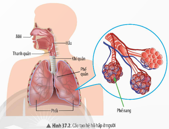 2. CÁC CƠ QUAN CỦA HỆ HÔ HẤP VÀ CHỨC NĂNG