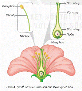Mở đầu: Nêu tên các cây có hoa trong hình 1. Hoa có chức năng gì?Giải chi tiết:- Tên các cây có hoa trong hình 1: Hoa đu đủ, hoa mướp, hoa sen, hoa cải cúc- Hoa có chức năng làm cơ quan sinh sản của thực vật có hoa 1. CƠ QUAN SINH SẢN CỦA THỰC VẬT CÓ HOAHoạt động khám pháCâu 1: Quan sát hình 2 và cho biết:Tên cơ quan sinh sản của cây cà chua.Bộ phận nào của quả hình thành nên cây cà chua con?Giải chi tiết:Cơ quan sinh sản của cây cà chua là hoaBộ phận hạt của quả hình thành nên cây cà chua conCâu 2: Quan sát hình 3 và cho biết hoa bí ngô và hoa bưởi, hoa nào là hoa lưỡng tính, hoa nào là hoa đơn tính. Giải chi tiết:- Hoa bưởi là hoa lưỡng tính, hoa bí ngô là hoa đơn tínhCâu 3: Quan sát hình 4, chỉ và nói tên các bộ phận của nhị hoa, nhuỵ hoa. Giải chi tiết:- Nhị hoa bao gồm: Bao phấn, Chỉ nhị- Nhụy hoa bao gồm: Vòi nhụy, Bầu nhụy, Noãn, Đầu nhụyLuyện tập, vận dụngCâu 1: Chỉ trên hình 6 và nói tên các bộ phận của hoa. Giải chi tiết:Câu 2: Thu thập hoa của một số cây. Xác định các bộ phận của mỗi hoa và cho biết hoa nào là hoa đơn tính, hoa nào là hoa lưỡng tính. Giải chi tiết:+ Hoa đơn tính: hoa bơ, hoa dưa hấu, hoa cây bí đao+ Hoa lưỡng tính: Hoa hồng, hoa sen, cẩm tú cầu,- Hoa lưỡng tính:- Hoa đơn tính: 2. SỰ THỤ PHẤN, THỤ TINH, TẠO QUẢ VÀ HẠT