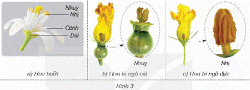 Mở đầu: Nêu tên các cây có hoa trong hình 1. Hoa có chức năng gì?Giải chi tiết:- Tên các cây có hoa trong hình 1: Hoa đu đủ, hoa mướp, hoa sen, hoa cải cúc- Hoa có chức năng làm cơ quan sinh sản của thực vật có hoa 1. CƠ QUAN SINH SẢN CỦA THỰC VẬT CÓ HOAHoạt động khám pháCâu 1: Quan sát hình 2 và cho biết:Tên cơ quan sinh sản của cây cà chua.Bộ phận nào của quả hình thành nên cây cà chua con?Giải chi tiết:Cơ quan sinh sản của cây cà chua là hoaBộ phận hạt của quả hình thành nên cây cà chua conCâu 2: Quan sát hình 3 và cho biết hoa bí ngô và hoa bưởi, hoa nào là hoa lưỡng tính, hoa nào là hoa đơn tính. Giải chi tiết:- Hoa bưởi là hoa lưỡng tính, hoa bí ngô là hoa đơn tínhCâu 3: Quan sát hình 4, chỉ và nói tên các bộ phận của nhị hoa, nhuỵ hoa. Giải chi tiết:- Nhị hoa bao gồm: Bao phấn, Chỉ nhị- Nhụy hoa bao gồm: Vòi nhụy, Bầu nhụy, Noãn, Đầu nhụyLuyện tập, vận dụngCâu 1: Chỉ trên hình 6 và nói tên các bộ phận của hoa. Giải chi tiết:Câu 2: Thu thập hoa của một số cây. Xác định các bộ phận của mỗi hoa và cho biết hoa nào là hoa đơn tính, hoa nào là hoa lưỡng tính. Giải chi tiết:+ Hoa đơn tính: hoa bơ, hoa dưa hấu, hoa cây bí đao+ Hoa lưỡng tính: Hoa hồng, hoa sen, cẩm tú cầu,- Hoa lưỡng tính:- Hoa đơn tính: 2. SỰ THỤ PHẤN, THỤ TINH, TẠO QUẢ VÀ HẠT