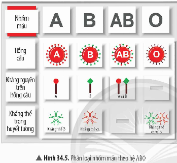 3. NHÓM MÁU VÀ TRUYỀN MÁU