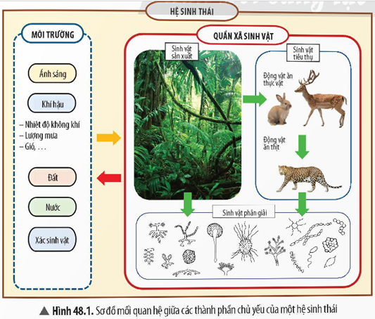 1. KHÁI NIỆM VÀ CẤU TRÚC CỦA HỆ SINH THÁI