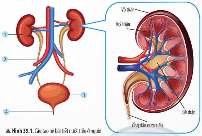 2. CẤU TẠO CỦA HỆ BÀI TIẾT NƯỚC TIỂU