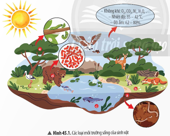 1. MÔI TRƯỜNG SỐNG CỦA SINH VẬT