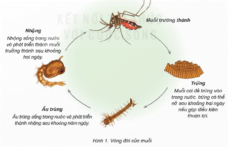 Mở đầu: Kể tên một con vật mà em yêu thích. Nêu hình thức sinh sản và một số điểm khác biệt giữa con non và con trưởng thành của con vật đó. Giải chi tiết:- Ếch có hình thức sinh sản là đẻ trứng. Con non thường nhỏ hơn và có thể có màu sắc và hình dáng khác biệt so với con trưởng thành.- Chó có hình thức sinh sản là đẻ con. Con non thường nhỏ hơn và có hình dáng tương tự con trưởng thành. 1. VÒNG ĐỜI VÀ SỰ PHÁT TRIỂN CỦA ĐỘNG VẬT ĐẺ TRỨNGHoạt động khám pháCâu 1: Quan sát hình 1, đọc thông tin và thực hiện:- Nêu tên các giai đoạn phát triển chính trong vòng đời của muỗi.- Nhận xét về hình dạng và nơi sống của ấu trùng nở ra từ trứng.- Trình bày sự phát triển của ấu trùng đến khi là muỗi trưởng thành.Giải chi tiết:- Các giai đoạn phát triển chính trong vòng đời của muỗi: Trứng -> Ấu trùng -> Nhộng -> Muỗi trưởng thành- Về hình dạng và nơi sống của ấu trùng nở ra từ trứng: Âú trùng nở ra từ trứng có hình dạng khác muỗi trưởng thành. Nơi sống trong nước.- Sự phát triển của ấu trùng đến khi là muỗi trưởng thành.Muỗi cái đẻ trứng vào trong nước, trứng có thể nở ra ấu trùng sau khoảng hai ngày nếu gặp điều kiện thuận lợi. Ấu trùng sống trong nước và phát triển thành nhộng sau khoảng năm ngày. Nhộng sống trong nước và phát triển thành muỗi trưởng thành sau khoảng hai ngày. Ấu trùng sống trong nước và phát triển thành nhộng sau khoảng năm ngày.Câu 2: Quan sát sơ đồ vòng đời của gà trong hình 2 và thực hiện: - Nêu tên các giai đoạn phát triển của gà.- Nhận xét hình dạng của gà con so với gà trưởng thành.- Mô tả sự phát triển của gà con nở ra từ trứng.Giải chi tiết:- Tên các giai đoạn phát triển của gà: Trứng -> Gà con -> Gà trưởng thành- Hình dạng của gà con tương tự so với gà trưởng thành.- Sự phát triển của gà con nở ra từ trứng. Ban đầu, khi mới nở ra từ, gà con non có lớp lông mịn và mắt chưa hoàn thiện. Trong vài ngày đầu tiên, chúng phát triển nhanh chóng và có thể di chuyển. Lớp lông dày hơn và các cơ quan cảm nhận cũng phát triển. Cuối cùng, gà trưởng thành xuất hiện, với lông dày, cơ bắp mạnh mẽ, và cơ quan nội tạng phát triển đầy đủ.Luyện tập, vận dụng Câu 1: Hình 3 mô tả các giai đoạn phát triển trong vòng đời của bướm. Ghép các ô chữ tên các giai đoạn phát triển trong vòng đời của bướm với hình tương ứng.1. Trứng2. Nhộng3. Bướm trưởng thành4. Ấu trùng (sâu bướm) - Trình bày sự phát triển của bướm.Giải chi tiết:a) - 3. Bướm trưởng thànhb) - 1. Trứngc) - 2. Nhộngd) - 4. Ấu trùng (sâu bướm) - Sự phát triển của bướm: Bướm trưởng thành đẻ ra trứng. Trứng sau đó nở ra nhộng và nhộng phát triển thành ấu trùng ( sâu bướm). Sâu bướm lớn lên và phát triển thành bướm trưởng thành.Câu 2: Tìm hiểu vòng đời của một động vật đẻ trứng và viết sơ đồ mô tả vòng đời của động vật đó.Giải chi tiết:+ Vịt: Trứng được thụ tinh -> Vịt con mới nở từ trứng -> Vịt con -> Vịt trưởng thành + Châu chấu: Trứng -> Ấu trùng (nhiều lần lột xác) -> Châu chấu trưởng thành+ Cá hồi: Trứng -> Cá con mới nở -> Cá con -> Cá trưởng thành 2. VÒNG ĐỜI VÀ SỰ TRƯỞNG THÀNH CỦA ĐỘNG VẬT ĐẺ CON