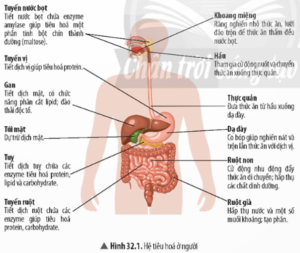 1. CẤU TẠO VÀ CHỨC NĂNG CỦA HỆ TIÊU HÓA