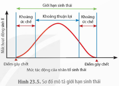 MỞ ĐẦUMột người khoẻ mạnh bay từ Đông bán cầu sang Tây bán cầu, những ngày đầu tiên có thể bị mất ngủ ban đêm, buồn ngủ ban ngày. Nguyên nhân nào dẫn đến hiện tượng này?Giải chi tiết:Do Đông bán cầu sang Tây bán cầu có múi giờ khác nhau nên cơ thể phải thích nghi với múi giờ mới, gây ra sự mất cân bằng trong chu kỳ sinh học tự nhiên của cơ thể, bao gồm chu kỳ ngủ và thức dậy, khiến cho người đó bị mất ngủ ban đêm, buồn ngủ ban ngày.I. MÔI TRƯỜNG SỐNG CỦA SINH VẬTCâu 1: Loài chim ở Hình 23.1 sống ở môi trường cạn hay môi trường nước? Giải thích.Giải chi tiết:Loài chim này sống ở cả môi trường cạn và môi trường nước vì loài chim này săn mồi ở dưới nước nhưng lại làm tổ ở trên cạn, các yếu tố như thức ăn, tổ đều ảnh hưởng đến sự tồn tại, sinh trưởng và phát triển của loài chim này.Câu 2: Phân tích một ví dụ về hoạt động sống của sinh vật làm thay đổi môi trường sống của chúng.Giải chi tiết:Hoạt động sống của giun đất làm đất tơi xốp, thúc đẩy hoạt động của sinh vật phân giải, qua đó làm giàu dinh dưỡng cho đất, từ đó giúp các loài cây trồng trên mặt đất sinh trưởng và phát triển.II. CÁC NHÂN TỐ SINH THÁICâu 1: Phân biệt các nhóm nhân tố sinh thái. Cho ví dụ.Giải chi tiết:Nhân tố sinh thái được chia thành hai nhóm: nhân tố vô sinh và nhân tố hữu sinh. Nhân tố vô sinh là tất cả các nhân tố vật lí và hoá học của môi trường tự nhiên tác động tới đời sống của sinh vật như khí hậu, thổ nhưỡng, nước,...Nhân tố hữu sinh là các loài sinh vật sống trong cùng môi trường, tạo nên các mối quan hệ kí sinh, cộng sinh, hợp tác, vật ăn thịt – con mồi,... Câu 2: Lá trên cành/thân xếp so le với nhau (H 23.2a) đem lại lợi ích gì cho thực vật?Giải chi tiết:Lá trên cành/thân xếp so le với nhau đem lại lợi ích: Tối đa hóa nguồn ánh sáng nhận được: lá không chắn khuất lẫn nhau, cho phép mỗi lá có thể nhận được lượng ánh sáng Mặt Trời cần thiết để thực hiện quá trình quang hợp, giúp tăng cường hiệu suất quang hợp.III. CÁC QUY LUẬT SINH THÁICâu 1: Quan sát Hình 23.5 và cho biết mức hoạt động sinh lí cao nhất của sinh vật nằm trong khoảng tác động nào.Giải chi tiết:Mức hoạt động sinh lí cao nhất của sinh vật nằm trong khoảng khoảng thuận lợi.Câu 2: Quan sát trong tự nhiên và lấy ví dụ về quy luật tác động không đồng đều của các nhân tố sinh thái lên sinh vật.Giải chi tiết:Ví dụ: Loài tôm he (Penaeus merguiensis) ở giai đoạn trưởng thành, trứng và ấu trùng mới nở thích nghi với nồng độ muối cao (3,2 – 3,3%) nên giai đoạn này chúng sống ở biển khơi. Sang giai đoạn sau ấu trùng chúng thích nghi với nồng độ muối thấp hơn, chỉ 1,0 – 2,5% (nước lợ) nên chúng di chuyển vào bờ và sống trong rừng ngập mặn cho đến khi đạt kích thước trưởng thành mới di cư ra biển. IV. NHỊP SINH HỌCCâu 1: Em hãy nêu thêm các ví dụ về nhịp sinh học ở động vật, thực vật và người.Giải chi tiết:Ví dụ về nhịp sinh học ở động vật, thực vật và người:Hoa anh thảo chỉ nở vào ban đêm.Gấu trúc đỏ thường ngủ ngày và kiếm ăn vào ban đêm.Con người thường ngủ vào ban đêm.Câu 2: Trong chăn nuôi, người nuôi gà thường thắp đèn sáng để kéo dài thời gian ăn của gà, giúp tăng tốc độ sinh trưởng. Hành động thắp đèn sáng có ảnh hưởng đến nhịp ngày đêm của gà không? Giải thích.Giải chi tiết:Hành động thắp đèn sáng có ảnh hưởng đến nhịp ngày đêm của gà. Do ánh sáng sẽ ảnh hưởng đến nhịp sinh học của gà, cụ thể là sự thay đổi giữa ban ngày và ban đêm. Sự thay đổi này ảnh hưởng đến nhiều quá trình sinh học, bao gồm chu kỳ ngủ, tiêu hóa thức ăn và sinh sản. Việc thắp đèn sáng mang lại một số lợi ích, như kéo dài thời gian hoạt động của gà vào buổi tối, giúp tăng sự tiêu hóa thức ăn và tăng cường tốc độ sinh trưởng giúp tối ưu hóa hiệu suất chăn nuôi.LUYỆN TẬP VÀ VẬN DỤNG