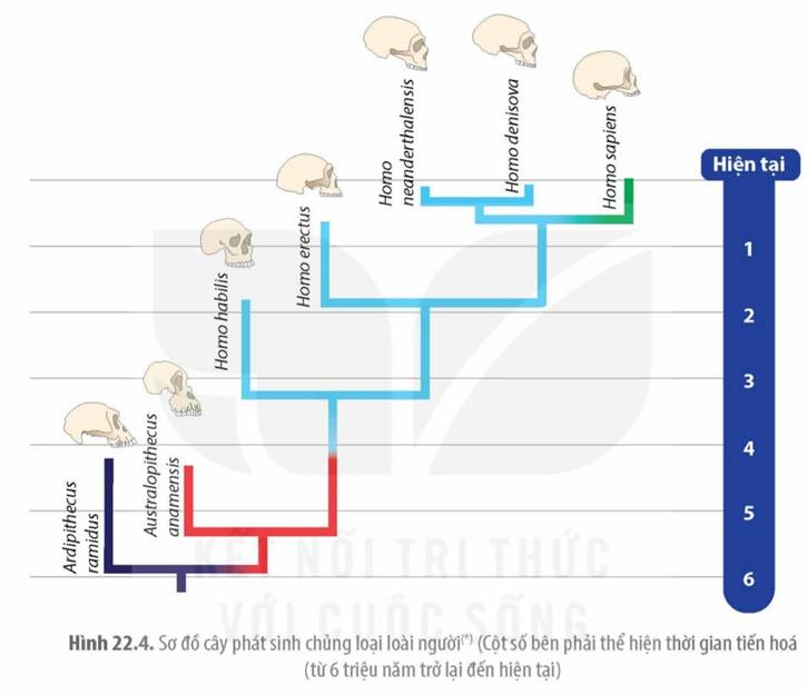 MỞ ĐẦULoài người chúng ta đã được hình thành như thế nào?Giải chi tiết:Người hiện đại về mặt giải phẫu (anatomically modern humans) bắt nguồn từ châu Phi cách đây khoảng 300.000 năm, tiến hóa từ tổ tiên Homo heidelbergensis hoặc từ một loài tương tự nào đó, rồi di cư ra khỏi Châu Phi và dần thay thế các quần thể người cổ xưa trên khắp thế giới.I. TIẾN HÓA LỚNCâu 1: Phân biệt tiến hoá lớn với tiến hoá nhỏ.Giải chi tiết: Tiến hóa nhỏTiến hóa lớnNội dungLà quá trình thay đổi tần số allele và tần số các kiểu gen của quần thể từ thế hệ này sang thế hệ khác.Là quá trình tiến hoá hình thành loài và các đơn vị phân loại trên loài (chi, họ, bộ, ...) và toàn bộ sinh giới.Quy mô, thời gianPhạm vi phân bố tương đối hẹp, thời gian lịch sử tương đối ngắn.Quy mô rộng lớn, thời gian địa chất rất dài.Phương thức nghiên cứuNghiên cứu bằng thực nghiệm.Nghiên cứu gián tiếp bằng các bằng chứng tiến hóa.II. QUÁ TRÌNH PHÁT SINH SỰ SỐNG TRÊN TRÁI ĐẤTCâu 1: Cho các sự kiện sau: (a) protobiont mang các đặc tính sống hình thành tế bào sơ khai, (b) hình thành tế bào nhân sơ, (c) các chất vô cơ được xúc tác thành các hợp chất hữu cơ đơn giản trong điều kiện khí hậu nguyên thuỷ, (d) hình thành tế bào nhân thực sơ khai, (e) các hợp chất hữu cơ đơn giản xảy ra phản ứng tạo thành các đại phân tử hữu cơ, (g) hình thành sinh vật đa bào dị dưỡng, (h) hình thành sinh vật đa bào tự dưỡng, (l) hình thành tế bào nhân thực mang ti thể, (m) hình thành tế bào nhân thực mang ti thể và lục lạp.Dựa vào kiến thức trong mục II, xác định các sự kiện thuộc về mỗi giai đoạn tiến hoá. Vẽ sơ đồ sắp xếp các sự kiện theo trình tự tiến hoá trong sinh giới.Giải chi tiết:Sơ đồ sắp xếp các sự kiện theo trình tự tiến hoá trong sinh giới:(c) các chất vô cơ được xúc tác thành các hợp chất hữu cơ đơn giản trong điều kiện khí hậu nguyên thuỷ↓(e) các hợp chất hữu cơ đơn giản xảy ra phản ứng tạo thành các đại phân tử hữu cơ↓(k) các protobiont tổ hợp tự do với các đại phân tử hữu cơ↓(a) protobiont mang các đặc tính sống hình thành tế bào sơ khai↓(b) hình thành tế bào nhân sơ↓(h) hình thành sinh vật đa bào tự dưỡng↓(g) hình thành sinh vật đa bào dị dưỡng↓(l) hình thành tế bào nhân thực mang ti thể↓(m) hình thành tế bào nhân thực mang ti thể và lục lạp.III. SỰ PHÁT TRIỂN CỦA SINH VẬT QUA CÁC ĐẠI ĐỊA CHẤTCâu 1: Theo Stanley Miller và Harold Urey, bầu khí quyển nguyên thuỷ không có oxygen. Sự gia tăng lượng oxygen trong khí quyển có liên quan đến sự xuất hiện của những loài sinh vật nào trên Trái Đất? Giải thích.Giải chi tiết:Sự gia tăng lượng oxygen trong khí quyển có liên quan đến sự xuất hiện của thực vật phù du, và một số vi khuẩn hoặc vi sinh vật có thể quang hợp (vi khuẩn lam, vi khuẩn Prochlorococcus) trên Trái Đất. Vì những sinh vật này có thể quang hợp (sử dụng nước, ánh sáng Mặt Trời, và CO2 để tạo ra carbohydrate và oxygen), hay nói cách khác là sử dụng ánh sáng Mặt Trời để tạo oxygen, điều này khiến lượng oxygen trong khí quyển tăng lên và đạt đến mức như hiện tại.IV. SƠ ĐỒ CÂY SỰ SỐNGCâu 1: Sơ đồ cây tiến hoá dưới đây cho thấy những đặc điểm ở loài tổ tiên xuất hiện ở tất cả các loài trong cùng một nhánh, đặc điểm phát sinh chỉ đặc trưng riêng cho một nhánh. Từ sơ đồ cây sự sống này, hãy giải thích phát sinh chủng loại là kết quả của quá trình tiến hoá (gợi ý: các cá thể đời con vừa thừa hưởng các đặc điểm của bố mẹ vừa có những đặc điểm mới phát sinh do biến dị và tổ hợp lại các gene).Giải chi tiết:Quá trình tiến hóa diễn ra thông qua các cơ chế như đột biến, biến dị, và chọn lọc tự nhiên. Khi các cá thể đời con được sinh ra, chúng thừa hưởng một phần các đặc điểm gen di truyền từ bố mẹ. Ngoài ra có thể xuất hiện các đặc điểm mới do biến dị và tổ hợp lại các gene, khiến cho cá thể con có một số đặc điểm khác so với bố mẹ.Qua các thế hệ tiếp theo, chọn lọc tự nhiên sẽ tác động lên quần thể. Các cá thể có các đặc điểm phù hợp với môi trường sống sẽ có khả năng sinh tồn và sinh sản tốt hơn, vì vậy chúng chúng có cơ hội truyền lại gene của mình cho các thế hệ tiếp theo. Qua thời gian, quá trình này dẫn đến sự phát sinh và duy trì của chủng loại, cùng với đó là các loài có các đặc điểm thích nghi tốt nhất với môi trường sống của chúngV. QUÁ TRÌNH PHÁT SINH LOÀI NGƯỜICâu 1: Quan sát Hình 22.4, hãy mô tả tóm tắt ba giai đoạn phát sinh loài người.Giải chi tiết:3 giai đoạn phát sinh loài người:Giai đoạn người vượn Ardipithecus: Loài Ardipithecus ramidus là loài ăn tạp, có dáng di thẳng nhưng cũng leo trèo giỏi và có ngón cái linh hoạt có thể cầm nắm đồ vật.Giai đoạn người vượn Australopithecus: Từ Ardipithecus hình thành nên chi Australopithecus (người vượn phương nam) với 4 – 5 loài người vượn nhỏ, có dáng đi thẳng.Giai đoạn chi Homo: Từ chi Australopithecus hình thành nên chi Homo. Chi Homo gồm nhiều loài có kích thước cơ thể và não lớn hơn so với những loài thuộc chi Australopithecus và đã biết sử dụng công cụ bằng đá, có răng nhỏ, hộp sọ lớn, hàm nhẹ và ít nhô ra phía trước. Tất cả các loài trong nhánh tiến hoá của loài người đều đã tuyệt chủng, chỉ còn tồn tại người hiện đại Homo sapiens.LUYỆN TẬP VÀ VẬN DỤNG