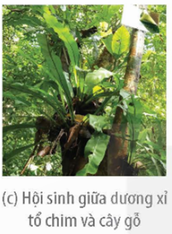 MỞ ĐẦU Trên cây ở hình bên có nhiều loài cùng sinh sống, tất cả các sinh vật đó có được gọi là quần xã sinh vật không?Giải chi tiết:Tất cả các sinh vật đó không được coi là quần xã, do không phải tất cả sinh vật đó đều tương tác và có ảnh hưởng lẫn nhau. I. KHÁI NIỆM QUẦN XÃ SINH VẬTCâu 1: Người ta thu thập các loài động vật từ nhiều nơi khác nhau rồi đem nuôi nhốt chung ở một địa điểm nhất định như vườn thú Hà Nội. Tập hợp các loài động vật đó có được gọi là quần xã không? Giải thích.Giải chi tiết:Tập hợp các loài động vật đó không được gọi là quần xã. Vì các loài động vật không có mối liên hệ về dinh dưỡng và nơi ở.Câu 2: Hãy lấy một ví dụ về quần xã sinh vật và giải thích tại sao em gọi đó là quần xã.Giải chi tiết:Ví dụ về quần xã sinh vật: tập hợp các quần thể sinh vật sống trong rừng mưa nhiệt đới.Giải thích: Vì rừng mưa nhiệt đới bao gồm các quần thể của nhiều loài khác nhau, cùng sống ở rừng mưa nhiệt đới trong một thời gian nhất định, có mối liên hệ về dinh dưỡng và nơi ở với nhau.II. CÁC ĐẶC TRƯNG CƠ BẢN CỦA QUẦN XÃCâu 1: Nêu các đặc trưng cơ bản của quần xã.Giải chi tiết:Mỗi quần xã có đặc trưng về độ đa dạng, thành phần loài, cấu trúc không gian và cấu trúc dinh dưỡng.Câu 2: Quan sát Hình 26.3 và cho biết quần xã nào đa dạng hơn. Giải thích.Giải chi tiết:Quần xã B có số lượng loài lớn hơn và độ phong phú của các loài đồng đều hơn so với quần xã A nên quần xã B có độ đa dạng cao hơn quần xã A. III. MỐI QUAN HỆ TRONG QUẦN XÃ VÀ SỰ PHÂN LI Ổ SINH THÁICâu 1: Quan sát Hình 26.5c, xác định loài nào có lợi, loài nào không có lợi cũng không bị hại.Giải chi tiết:Loài có lợi: dương xỉ tổ chim.Loài không có lợi cũng không bị hại: cây gỗ.Câu 2: Phân biệt mối quan hệ cộng sinh với quan hệ hợp tác.Giải chi tiết:Quan hệ cộng sinh và quan hệ hợp tác đều là mối quan hệ mà các loài tham gia đều có lợi; nhưng quan hệ cộng sinh mang tính bắt buộc, không thể tách rời; còn quan hệ hợp tác không mang tính bắt buộc, không ảnh hưởng tới sự tồn tại của mỗi loài.IV. MỘT SỐ YẾU TỐ TÁC ĐỘNG VÀ BIỆN PHÁP BẢO VỆ QUẦN XÃCâu 1: Vì sao loài ngoại lai thường tác động tiêu cực đến các loài bản địa?Giải chi tiết:Vì khi di nhập vào môi trường mới, nếu các nhân tố sinh thái phù hợp và không còn chịu kiểm soát của các loài sinh vật tiêu thụ, loài cạnh tranh hay tác nhân gây bệnh,... loài ngoại lai có thể tăng nhanh số lượng cá thể, gia tăng mức ảnh hưởng đến các nhân tố sinh thái vô sinh và các loài bản địa. Chúng trở thành loài mới của quần xã, cạnh tranh với các loài bản địa về thức ăn, nơi ở,... thậm chí có thể phát triển thành loài ưu thế, làm thay đổi cấu trúc của quần xã hình thành trạng thái cân bằng mới.Câu 2: Lấy ví dụ về sự tuyệt chủng của một loài sinh vật do hoạt động khai thác quá mức của con người.Giải chi tiết:Ví dụ: Chim cưu hay còn gọi là chim Dodo (loài đặc hữu của Cộng hòa Mauritius) đã bị tuyệt chủng vào năm 1662 do bị săn bắt quá mức.LUYỆN TẬP VÀ VẬN DỤNG