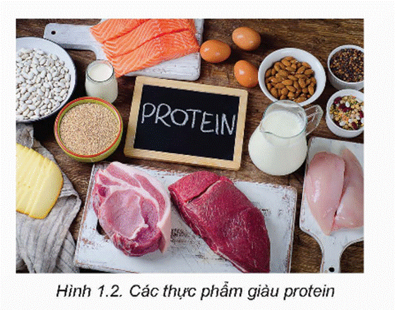 KHỞI ĐỘNG Các loại thực phẩm trong Hình 1.1 được chia thành các nhóm chất dinh dưỡng khác nhau. Đó là những nhóm gì và đóng vai trò như thế nào đối với cơ thể người?Giải chi tiết:1. Đạm (protein): - Là thành phần cấu trúc chính của tế bào và mô trong cơ thể, bao gồm cả tế bào cơ, tế bào da, tế bào máu và các enzyme. - Cần thiết cho quá trình tạo ra và duy trì các cơ bắp, mô sừng, tóc và móng. - Tham gia vào quá trình tái tạo và sửa chữa các mô và tế bào hư tổn. - Cung cấp năng lượng cho cơ thể khi cần thiết.2. Tinh bột (carbohydrate): - Là nguồn năng lượng chính cho cơ thể. Sau khi tiêu hóa, tinh bột được chuyển hóa thành đường glucose để cung cấp năng lượng cho các hoạt động của cơ thể. - Cung cấp năng lượng cho não và hệ thần kinh hoạt động. - Làm đầy bụng và giữ cảm giác no lâu hơn, giúp kiểm soát cân nặng.3. Chất xơ: - Giúp duy trì hệ tiêu hóa lành mạnh bằng cách tăng cường sự di chuyển của thức ăn trong ruột và kích thích sự tiêu hóa. - Giảm nguy cơ táo bón bằng cách tăng cường khả năng hấp thụ nước trong đại tràng. - Giúp kiểm soát đường huyết bằng cách chậm hấp thụ đường và giảm nguy cơ tiểu đường type 2. - Có thể giúp giảm cân bằng cách làm giảm cảm giác đói và kiểm soát lượng thức ăn tiêu thụ. I. CÁC CHẤT SINH NĂNG LƯỢNGCâu hỏi: Đọc nội dung mục I.1 và quan sát Hình 1.2, kết hợp với hiểu biết cá nhân, hãy kể tên một số loại thực phẩm giàu protein và phân tích vai trò của protein đối với cơ thể người.- Một số vai trò chính của protein đối với cơ thể người:+ Tạo hình: là vai trò quan trọng nhất của protein, giúp xây dựng và tái tạo tất cả các mô của cơ thể.+ Tham gia vận chuyển chất dinh dưỡng: phần lớn các chất vận chuyển dinh dưỡng là protein, khi thiếu protein thì việc hấp thụ, vận chuyển một số chất dinh dưỡng bị ảnh hưởng, dẫn đến cơ thể bị thiếu chất dù trong khẩu phần ăn thực tế không thiếu các chất dinh dưỡng đó.+ Điều hoà hoạt động của cơ thể: protein là thành phần cầu tạo chính của hormone, enzyme,... có chức năng điều hoà chuyển hoá, cân bằng nội môi.+ Cung cấp năng lượng: giúp cơ thể sinh trưởng và phát triển.Giải chi tiết:- Một số loại thực phẩm giàu protein: thịt gia cầm, thịt bò, thịt lợn, cá, hải sản, sữa, đậu, óc chó, hạnh nhân,... Câu hỏi: Tại sao trong khẩu phần ăn cần có sự kết hợp nhiều loại thực phẩm. kết hợp giữa thực phẩm có nguồn gốc động vật và thực vật?Giải chi tiết:Việc kết hợp nhiều loại thực phẩm, bao gồm cả thực phẩm từ nguồn gốc động vật và thực vật, giúp cung cấp đầy đủ các dạng protein, axit amin, vitamin, khoáng chất và chất xơ cho cơ thể, đồng thời giúp duy trì sự cân đối dinh dưỡng và tăng khả năng hấp thụ chất dinh dưỡng. Câu hỏi: 1. Quan sát Hình 1.3, kết hợp với hiểu biết cá nhân, hãy kể tên và phân loại một số thực phẩm cung cấp chất béo cho cơ thể người.2. Quan sát Hình 1.4 dưới đây, hãy nêu tên một số loại quả và hạt có thể dùng để sản xuất dầu ăn. Ở nhà em thường sử dụng loại dầu ăn nào?Giải chi tiết:1. Dưới đây là một số thực phẩm cung cấp chất béo cho cơ thể người, được phân loại theo nguồn gốc: Chất béo từ nguồn động vật:- Dầu và mỡ động vật như dầu ăn, mỡ lợn, mỡ bò.- Thịt và sản phẩm từ thịt như thịt bò, thịt heo, thịt gia cầm, đặc biệt là các phần có mỡ như da gà, da lợn.- Sữa và sản phẩm từ sữa như sữa bò, sữa chua, kem.Chất béo từ nguồn thực vật:- Dầu thực vật như dầu oliu, dầu hạt lúa mạch, dầu hạt cải, dầu hạt hướng dương.- Hạt và hạt quả như hạt hướng dương, hạt bí, hạt chia, hạt hạnh nhân, hạt óc chó.- Các loại quả bơ, dừa, hạnh nhân, hạt bơ. 2. Một số loại quả và hạt có thể dùng để sản xuất dầu ăn: đậu nành, ô-liu, hướng dương, đậu phộng, gạo lứt,... Câu hỏi: Đọc nội dung mục I.3, hãy kể tên các loại thực phẩm giàu carbohydrate và phân tích vai trò của carbohydrate đối với cơ thể người.Giải chi tiết:- Các loại thực phẩm giàu carbohydrate: ngũ cốc, khoai tây, đậu nành, trái cây,...- Một số vai trò chính của carbohydrate đối với cơ thể người:+ Cung cấp năng lượng: là vai trò quan trọng nhất, 1 g carbohydrate cung cấpkhoảng 4 Kcal năng lượng.+ Tạo hình: tham gia cấu tạo tế bào và các mô của cơ thể.+ Điều hoà hoạt động của cơ thể: tham gia chuyển hoá lipid, giữ ổn định hằng số nội môi.+ Cung cấp chất xơ cho cơ thể. II. VITAMIN, CHẤT KHOÁNG, CHẤT XƠ, NƯỚCCâu hỏi: Phân tích Bảng 1.1, hãy kể tên một số loại vitamin thiết yếu và chobiết, mỗi loại thực phẩm ở Hình 1.6 cung cấp vitamin nào.Giải chi tiết:- Một số loại vitamin thiết yếu: Vitamin A, B, C, D.a) Ổi cung cấp vitamin C.b) Trứng cung cấp vitamin D, B2 và B12.c) Giá đậu cung cấp vitamin a, B, C và E.d) Các loại đậu cung cấp vitamin B.e) Rau dền cung cấp vitamin C và E.g) Gan heo cung cấp vitamin A, B và D. Câu hỏi: Đọc nội dung mục II.2, phân tích Bảng 1.2 và kết hợp với hiểu biết cá nhân, hãy kể tên một số chất khoáng thiết yếu, các thực phẩm cung cấp, vai trò và nhu cầu của cơ thể người với các chất khoáng này.Giải chi tiết: Chất khoángCác thực phẩm cung cấp chất khoáng Vai tròNhu cầuSắt- Các loại thịt đỏ, sữa,...- Rau lá màu xanh đậm.- Tham gia vào quá trình tạo máu, là thành phần của enzyme hoặc xúc tác cho phản ứng sinh hóa trong cơ thể.- Thiếu sắt có thể dẫn đến thiếu máu.- Nam khoảng 10 mg/ngày.- Nữ: khoảng 15 mg/ngày.Lưu ý: Phụ nữ có thai, cho con bú, trong thời kì kinh nguyệt nhu cầu tăng gấp đôi so với bình thường.Kẽm- Tôm, cua, nhuyễn thể, sò,...- Gan, thịt động vật bốn chân và trứng,...- Kẽm có vai trò tăng trưởng và tăng cường hệ miễn dịch, đồng thời phát triển hệ thống thần kinh trung ương.- Thiếu kẽm có thể dẫn đến sự phát triển cơ thể và hệ thống thần kinh trung ương.- Nam: khoảng 15 mg/ngày.- Nữ: khoảng 12 mg/ngày.Iodine- Muối có chứa iodine,...- Các loại thịt, hải sản, lòng đỏ trứng, rau cải,..- Iodine là thành phần quan trọng của hormone tuyến giáp.- Thiếu iodine có thể dẫn đến bệnh bướu cổ.Khoảng 150 µg/ngày.Calcium- Sữa, phô mai, sữa chua,...- Hải sản, rau xanh, hạt đậu,...- Calcium là thành phần cấu tạo của xương và răng, làm cho xương và răng chắc khỏe.- Thiếu calcium có thể dẫn đến còi xương ở trẻ em và loãng xương ở người lớn.- Khoảng 500 mg/ngày.Natri- Muối, các loại gia vị,...- Hải sản, phô mai,...- Natri là chất điện giải giúp điều hòa đường huyết, hỗ trợ hoạt động của cơ bắp, bộ não, tim mạch,...- Thừa natri có thể dẫn đến bệnh tăng huyết áp.<2g natri/ngày (khoảng <5g muối/ngày) Câu hỏi: Đọc nội dung mục II.3, hãy kể tên các thực phẩm cung cấp chất xơ và vai trò của chất xơ đối với cơ thể người.Giải chi tiết:- Các thực phẩm cung cấp chất xơ: Chất xơ có nhiều trong các loại trái cây, rau, hạt và ngũ cốc.- Một số vai trò chính của chất xơ đối với cơ thể người:+ Đảm bảo hoạt động bình thường của bộ máy tiêu hoá: chất xơ giúp làm mềm phân; định hình, giúp khối phân lớn hơn và nhanh chóng di chuyển trong đườngtiêu hoá, giúp cơ thể thải được các chất cặn bã ra ngoài dễ dàng hơn.+ Hấp phụ những chất có hại trong đường tiêu hoá: giúp làm giảm nguy cơ mắc các bệnh mạch vành, đột quỵ, tăng huyết áp, đái tháo đường, béo phì và một số bệnh đường ruột.+ Làm khối lượng thức ăn lớn hơn, do đó tạo cảm giác no, giúp cải thiện việc tiêu thụ quá nhiều chất sinh năng lượng, thường ứng dụng trong việc giảm cơn đói với người thừa cân, béo phì. Câu hỏi: Đọc nội dung mục II.4, dựa vào nhu cầu nước của cơ thể người, hãy tính lượng nước em cần uống trong một ngày.Giải chi tiết:Nước chiếm khoảng 74% trọng lượng cơ thế của trẻ sơ sinh, từ 55% đến 60% trọng lượng cơ thể người trưởng thành nam giới và khoảng 50%) nữ giới.Em hãy dựa vào chiều cao và cân nặng của cơ thể để tính lượng nước phù hợp. LUYỆN TẬP1. Kể tên các loại thực phẩm em thường sử dụng trong một ngày. Cho biết thành phần dinh dưỡng trong các loại thực phẩm đó.2. Chọn đáp án đúng cho các câu hỏi sau:- Chất dinh dưỡng nào chiếm tỉ lệ cung cấp năng lượng cao nhất cho cơ thể con người?A. Protein. B. Lipid. C. Carbohydrate. D. Vitamin.- Vitamin C có nhiều nhất trong loại thực phẩm nào sau đây?A. Quả ổi. B. Rau cải. C. Cá. D. Gạo.Giải chi tiết:1. Tùy thuộc vào khẩu phần cụ thể và thói quen ăn uống của mỗi người, có thể có sự biến đổi trong các loại thực phẩm được sử dụng hàng ngày. Tuy nhiên, việc đảm bảo cân đối các nhóm dinh dưỡng chính như carbohydrate, protein, chất béo, vitamin và khoáng chất là rất quan trọng để duy trì sức khỏe và cân nặng. Gợi ý:a) Bữa sáng: - Bánh mì: cung cấp carbohydrate từ tinh bột. - Trứng: cung cấp protein và chất béo. - Sữa: cung cấp protein, canxi và các dạng chất béo. - Quả: cung cấp vitamin, khoáng chất và chất xơ.b) Bữa trưa: - Cơm: cung cấp carbohydrate từ tinh bột. - Thịt gà hoặc thịt bò: cung cấp protein và chất béo. - Rau xanh: cung cấp chất xơ, vitamin và khoáng chất. - Dầu ăn: cung cấp chất béo.c) Bữa tối: - Cơm hoặc mì: cung cấp carbohydrate. - Cá hoặc thịt heo: cung cấp protein và chất béo. - Rau cải: cung cấp chất xơ và vitamin. - Dầu ăn: cung cấp chất béo. 2. - Chất dinh dưỡng nào chiếm tỉ lệ cung cấp năng lượng cao nhất cho cơ thể con người? - C. Carbohydrate.- Vitamin C có nhiều nhất trong loại thực phẩm nào sau đây? - A. Quả ổi. VẬN DỤNGTìm hiểu vai trò của các chất dinh dưỡng có trong thực phẩm và xây dựng một chế độ ăn hợp lí cho bản thân.Giải chi tiết:- Dưới đây là một số chất dinh dưỡng quan trọng và vai trò của chúng:1. Carbohydrate: Cung cấp năng lượng cho cơ thể và là nguồn năng lượng chính cho hoạt động hàng ngày.2. Protein: Xây dựng và sửa chữa cơ bắp, tạo ra các hormone và enzyme cần thiết cho cơ thể, và hỗ trợ quá trình miễn dịch.3. Chất béo: Cung cấp năng lượng dự trữ, hỗ trợ hấp thụ vitamin, và đóng vai trò quan trọng trong việc duy trì sự hoạt động của não và hệ thần kinh.4. Vitamin và khoáng chất: Đóng vai trò trong nhiều quá trình sinh hóa trong cơ thể, bao gồm hỗ trợ hệ miễn dịch, chức năng thần kinh, và sức khỏe của da, tóc và móng.5. Chất xơ: Hỗ trợ tiêu hóa, giảm nguy cơ mắc bệnh tim mạch và bệnh đường ruột, và giữ cho cảm giác no lâu hơn. Khi xây dựng một chế độ ăn hợp lí cho bản thân, bạn nên:- Đa dạng hóa khẩu phần ăn uống để đảm bảo cung cấp đủ các loại chất dinh dưỡng.- Tăng cường tiêu thụ thực phẩm giàu chất xơ, như rau củ, hoa quả, ngũ cốc nguyên hạt.- Hạn chế tiêu thụ đường và chất béo bão hòa, và chọn lựa các loại chất béo không no và chất béo không bão hòa.- Uống đủ nước mỗi ngày để duy trì sự cân bằng nước trong cơ thể.- Tuân thủ khẩu phần ăn uống cân đối và phù hợp với nhu cầu dinh dưỡng của bản thân, cũng như tình trạng sức khỏe và hoạt động hàng ngày. KẾT NỐI NGHỀ NGHIỆPDinh dưỡng viên là tên gọi dành cho những người làm công việc tư vấn, chăm sóc dinh dưỡng và an toàn vệ sinh thực phẩm trong cộng đồng hoặc trong bệnh viện. Công việc của dinh dưỡng viên bao gồm: xây dựng chế độ dinh dưỡng, thực đơn; hướng dẫn cách lựa chọn thực phẩm và các công tác liên quan đến an toàn vệ sinh thực phẩm. Dinh dưỡng viên có thể làm việc tại các bệnh viện, viện dinh dưỡng, các trường đại học hoặc các cơ quan có ngành dinh dưỡng. Dựa vào thông tin trên, hãy tìm hiểu rồi cho biết sự phù hợp của bản thân mình với ngành nghề này và nêu lí do.Giải chi tiết:Sự phù hợp với ngành nghề dinh dưỡng viên phụ thuộc vào sự quan tâm đến dinh dưỡng và sức khỏe, kỹ năng giao tiếp, kiến thức về dinh dưỡng và thực phẩm, cũng như mong muốn giúp đỡ người khác. Nếu bạn cảm thấy mình phù hợp với những yếu tố này và có mong muốn làm việc trong lĩnh vực dinh dưỡng, đó có thể là một lựa chọn tốt cho bạn. KẾT NỐI NĂNG LỰC