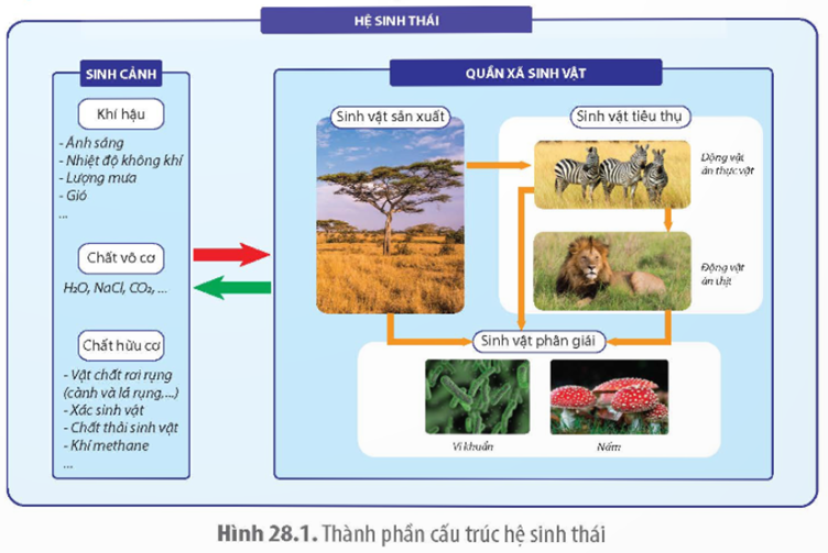 MỞ ĐẦUỞ một hồ tự nhiên, sự thay đổi các nhân tố vô sinh như nhiệt độ, nồng độ oxygen, nồng độ muối khoáng hoà tan,... có thể ảnh hưởng như thế nào đến các hoạt động sống của quần xã sinh vật trong hồ?Giải chi tiết:Ở một hồ tự nhiên, sự thay đổi các nhân tố vô sinh như nhiệt độ, nồng độ oxygen, nồng độ muối khoáng hoà tan,... có thể ảnh hưởng đến sự phân bố, sinh trưởng và phát triển, khả năng cạnh tranh, thay đổi hoạt động sống của quần xã sinh vật trong hồ.I. KHÁI QUÁT VỀ HỆ SINH THÁICâu 1: Hãy lấy ví dụ về một hệ sinh thái ở địa phương em.Giải chi tiết:Ví dụ: Hồ Tây - Hà NộiCâu 2: Dựa vào Hình 28.1, hãy chỉ ra mối quan hệ giữa các nhóm sinh vật trong quần xã và giữa quần xã với sinh cảnh.Giải chi tiết:Mối quan hệ giữa các nhóm sinh vật trong quần xã và giữa quần xã với sinh cảnh: mối quan hệ trao đổi vật chất và năng lượng, từ đó hình thành nên vòng tuần hoàn vật chất và dòng năng lượng.II. CÁC KIỂU HỆ SINH THÁI TRÊN TRÁI ĐẤTCâu 1: Tại sao hệ sinh thái tự nhiên có tính ổn định cao hơn hệ sinh thái nhân tạo?Giải chi tiết:Hệ sinh thái tự nhiên có tính ổn định cao hơn hệ sinh thái nhân tạo phụ thuộc vàp sự kiểm soát của con người, các thành phần của hệ sinh thái nhân tạo tương tác lỏng lẻo với nhau, không có khả năng tự điều chỉnh. Còn hệ sinh thái tự nhiên có không phụ thuộc vào con người, các thành phần của hệ sinh thái nhân tạo tương tác chặt chẽ với nhau và tự điều chỉnh theo các quy luật tự nhiên.Câu 2: Con người kiểm soát thành phần loài trong một hệ sinh thái ruộng lúa như thế nào? Mục đích của các hoạt động đó là gì?Giải chi tiết:Con người có thể kiểm soát thành phần loài trong một hệ sinh thái ruộng lúa bằng các biện pháp quản lý môi trường và canh tác như:Sử dụng thuốc trừ sâu và thuốc diệt cỏ: để kiểm soát sự phát triển của côn trùng gây hại và cỏ dại trong ruộng lúa. Các loại thuốc này giúp loại bỏ các loài không mong muốn và bảo vệ cây lúa khỏi sự cạnh tranh với các sinh vật khác.Sử dụng phân bón và thuốc bảo vệ thực vật: để tăng cường sức đề kháng và sức mạnh của cây lúa, từ đó làm giảm khả năng bị côn trùng và các loài cỏ dại tấn công.Xây dựng hệ thống quản lý ruộng lúa: Bằng cách xây dựng các kế hoạch như canh tác hợp lý, tuân thủ quy trình canh tác bền vững và quản lý nguồn nước, con người có thể tạo ra môi trường thuận lợi cho sự phát triển của cây lúa và kiểm soát sự phát triển của các loài không mong muốn.LUYỆN TẬP VÀ VẬN DỤNG