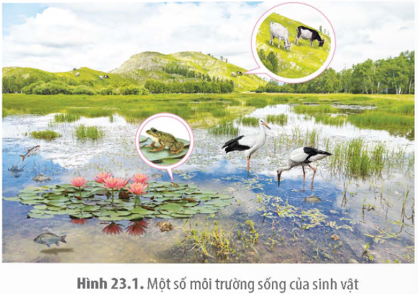 MỞ ĐẦUMột người khoẻ mạnh bay từ Đông bán cầu sang Tây bán cầu, những ngày đầu tiên có thể bị mất ngủ ban đêm, buồn ngủ ban ngày. Nguyên nhân nào dẫn đến hiện tượng này?Giải chi tiết:Do Đông bán cầu sang Tây bán cầu có múi giờ khác nhau nên cơ thể phải thích nghi với múi giờ mới, gây ra sự mất cân bằng trong chu kỳ sinh học tự nhiên của cơ thể, bao gồm chu kỳ ngủ và thức dậy, khiến cho người đó bị mất ngủ ban đêm, buồn ngủ ban ngày.I. MÔI TRƯỜNG SỐNG CỦA SINH VẬTCâu 1: Loài chim ở Hình 23.1 sống ở môi trường cạn hay môi trường nước? Giải thích.Giải chi tiết:Loài chim này sống ở cả môi trường cạn và môi trường nước vì loài chim này săn mồi ở dưới nước nhưng lại làm tổ ở trên cạn, các yếu tố như thức ăn, tổ đều ảnh hưởng đến sự tồn tại, sinh trưởng và phát triển của loài chim này.Câu 2: Phân tích một ví dụ về hoạt động sống của sinh vật làm thay đổi môi trường sống của chúng.Giải chi tiết:Hoạt động sống của giun đất làm đất tơi xốp, thúc đẩy hoạt động của sinh vật phân giải, qua đó làm giàu dinh dưỡng cho đất, từ đó giúp các loài cây trồng trên mặt đất sinh trưởng và phát triển.II. CÁC NHÂN TỐ SINH THÁICâu 1: Phân biệt các nhóm nhân tố sinh thái. Cho ví dụ.Giải chi tiết:Nhân tố sinh thái được chia thành hai nhóm: nhân tố vô sinh và nhân tố hữu sinh. Nhân tố vô sinh là tất cả các nhân tố vật lí và hoá học của môi trường tự nhiên tác động tới đời sống của sinh vật như khí hậu, thổ nhưỡng, nước,...Nhân tố hữu sinh là các loài sinh vật sống trong cùng môi trường, tạo nên các mối quan hệ kí sinh, cộng sinh, hợp tác, vật ăn thịt – con mồi,... Câu 2: Lá trên cành/thân xếp so le với nhau (H 23.2a) đem lại lợi ích gì cho thực vật?Giải chi tiết:Lá trên cành/thân xếp so le với nhau đem lại lợi ích: Tối đa hóa nguồn ánh sáng nhận được: lá không chắn khuất lẫn nhau, cho phép mỗi lá có thể nhận được lượng ánh sáng Mặt Trời cần thiết để thực hiện quá trình quang hợp, giúp tăng cường hiệu suất quang hợp.III. CÁC QUY LUẬT SINH THÁICâu 1: Quan sát Hình 23.5 và cho biết mức hoạt động sinh lí cao nhất của sinh vật nằm trong khoảng tác động nào.Giải chi tiết:Mức hoạt động sinh lí cao nhất của sinh vật nằm trong khoảng khoảng thuận lợi.Câu 2: Quan sát trong tự nhiên và lấy ví dụ về quy luật tác động không đồng đều của các nhân tố sinh thái lên sinh vật.Giải chi tiết:Ví dụ: Loài tôm he (Penaeus merguiensis) ở giai đoạn trưởng thành, trứng và ấu trùng mới nở thích nghi với nồng độ muối cao (3,2 – 3,3%) nên giai đoạn này chúng sống ở biển khơi. Sang giai đoạn sau ấu trùng chúng thích nghi với nồng độ muối thấp hơn, chỉ 1,0 – 2,5% (nước lợ) nên chúng di chuyển vào bờ và sống trong rừng ngập mặn cho đến khi đạt kích thước trưởng thành mới di cư ra biển. IV. NHỊP SINH HỌCCâu 1: Em hãy nêu thêm các ví dụ về nhịp sinh học ở động vật, thực vật và người.Giải chi tiết:Ví dụ về nhịp sinh học ở động vật, thực vật và người:Hoa anh thảo chỉ nở vào ban đêm.Gấu trúc đỏ thường ngủ ngày và kiếm ăn vào ban đêm.Con người thường ngủ vào ban đêm.Câu 2: Trong chăn nuôi, người nuôi gà thường thắp đèn sáng để kéo dài thời gian ăn của gà, giúp tăng tốc độ sinh trưởng. Hành động thắp đèn sáng có ảnh hưởng đến nhịp ngày đêm của gà không? Giải thích.Giải chi tiết:Hành động thắp đèn sáng có ảnh hưởng đến nhịp ngày đêm của gà. Do ánh sáng sẽ ảnh hưởng đến nhịp sinh học của gà, cụ thể là sự thay đổi giữa ban ngày và ban đêm. Sự thay đổi này ảnh hưởng đến nhiều quá trình sinh học, bao gồm chu kỳ ngủ, tiêu hóa thức ăn và sinh sản. Việc thắp đèn sáng mang lại một số lợi ích, như kéo dài thời gian hoạt động của gà vào buổi tối, giúp tăng sự tiêu hóa thức ăn và tăng cường tốc độ sinh trưởng giúp tối ưu hóa hiệu suất chăn nuôi.LUYỆN TẬP VÀ VẬN DỤNG