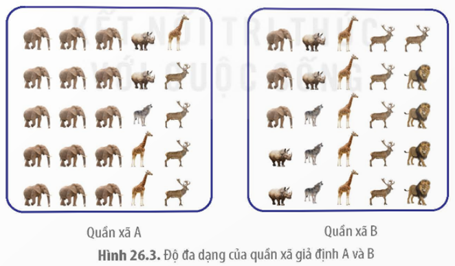 MỞ ĐẦU Trên cây ở hình bên có nhiều loài cùng sinh sống, tất cả các sinh vật đó có được gọi là quần xã sinh vật không?Giải chi tiết:Tất cả các sinh vật đó không được coi là quần xã, do không phải tất cả sinh vật đó đều tương tác và có ảnh hưởng lẫn nhau. I. KHÁI NIỆM QUẦN XÃ SINH VẬTCâu 1: Người ta thu thập các loài động vật từ nhiều nơi khác nhau rồi đem nuôi nhốt chung ở một địa điểm nhất định như vườn thú Hà Nội. Tập hợp các loài động vật đó có được gọi là quần xã không? Giải thích.Giải chi tiết:Tập hợp các loài động vật đó không được gọi là quần xã. Vì các loài động vật không có mối liên hệ về dinh dưỡng và nơi ở.Câu 2: Hãy lấy một ví dụ về quần xã sinh vật và giải thích tại sao em gọi đó là quần xã.Giải chi tiết:Ví dụ về quần xã sinh vật: tập hợp các quần thể sinh vật sống trong rừng mưa nhiệt đới.Giải thích: Vì rừng mưa nhiệt đới bao gồm các quần thể của nhiều loài khác nhau, cùng sống ở rừng mưa nhiệt đới trong một thời gian nhất định, có mối liên hệ về dinh dưỡng và nơi ở với nhau.II. CÁC ĐẶC TRƯNG CƠ BẢN CỦA QUẦN XÃCâu 1: Nêu các đặc trưng cơ bản của quần xã.Giải chi tiết:Mỗi quần xã có đặc trưng về độ đa dạng, thành phần loài, cấu trúc không gian và cấu trúc dinh dưỡng.Câu 2: Quan sát Hình 26.3 và cho biết quần xã nào đa dạng hơn. Giải thích.Giải chi tiết:Quần xã B có số lượng loài lớn hơn và độ phong phú của các loài đồng đều hơn so với quần xã A nên quần xã B có độ đa dạng cao hơn quần xã A. III. MỐI QUAN HỆ TRONG QUẦN XÃ VÀ SỰ PHÂN LI Ổ SINH THÁICâu 1: Quan sát Hình 26.5c, xác định loài nào có lợi, loài nào không có lợi cũng không bị hại.Giải chi tiết:Loài có lợi: dương xỉ tổ chim.Loài không có lợi cũng không bị hại: cây gỗ.Câu 2: Phân biệt mối quan hệ cộng sinh với quan hệ hợp tác.Giải chi tiết:Quan hệ cộng sinh và quan hệ hợp tác đều là mối quan hệ mà các loài tham gia đều có lợi; nhưng quan hệ cộng sinh mang tính bắt buộc, không thể tách rời; còn quan hệ hợp tác không mang tính bắt buộc, không ảnh hưởng tới sự tồn tại của mỗi loài.IV. MỘT SỐ YẾU TỐ TÁC ĐỘNG VÀ BIỆN PHÁP BẢO VỆ QUẦN XÃCâu 1: Vì sao loài ngoại lai thường tác động tiêu cực đến các loài bản địa?Giải chi tiết:Vì khi di nhập vào môi trường mới, nếu các nhân tố sinh thái phù hợp và không còn chịu kiểm soát của các loài sinh vật tiêu thụ, loài cạnh tranh hay tác nhân gây bệnh,... loài ngoại lai có thể tăng nhanh số lượng cá thể, gia tăng mức ảnh hưởng đến các nhân tố sinh thái vô sinh và các loài bản địa. Chúng trở thành loài mới của quần xã, cạnh tranh với các loài bản địa về thức ăn, nơi ở,... thậm chí có thể phát triển thành loài ưu thế, làm thay đổi cấu trúc của quần xã hình thành trạng thái cân bằng mới.Câu 2: Lấy ví dụ về sự tuyệt chủng của một loài sinh vật do hoạt động khai thác quá mức của con người.Giải chi tiết:Ví dụ: Chim cưu hay còn gọi là chim Dodo (loài đặc hữu của Cộng hòa Mauritius) đã bị tuyệt chủng vào năm 1662 do bị săn bắt quá mức.LUYỆN TẬP VÀ VẬN DỤNG