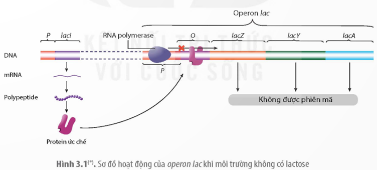 MỞ ĐẦUTrong mỗi tế bào có hàng chục nghìn gene nhưng tại mỗi thời điểm chỉ một số gene hoạt động. Làm thế nào tế bào có thể đóng/mở các gene nhất định đúng thời điểm, tạo ra đúng lượng sản phẩm tế bào cần?Giải chi tiết:Tế bào chỉ cần sản phẩm của một gene nhất định vào thời điểm nhất định. Do vậy, các gene cần được điều khiển để có thể tạo ra đủ lượng sản phẩm vào đúng thời điểm khi tế bào cần đến. Điều hoà biểu hiện gene hay điều hoà hoạt động gene được xem như là quá trình đóng/mở hay bật/tắt gene. Quá trình điều hoà biểu hiện gene chủ yếu xảy ra ở khâu điều hoà phiên mã (gene có được phiên mã hay không phiên mã). Một gene chỉ được phiên mã khi tế bào nhận được tín hiệu cho biết gene đó cần được phiên mã; ngược lại, khi lượng sản phẩm của gene tạo ra vượt quá nhu cầu của tế bào thì sẽ có tín hiệu để gene ngừng hoạt động phiên mã.I. THÍ NGHIỆM PHÁT HIỆN RA OPERON LAC Ở VI KHUẨN E.COLICâu 1: Quan sát các hình 3.1 và 3.2, hãy giải thích cơ chế điều hòa biểu hiện gen của operon lac.Giải chi tiết:Khi môi trường không có lactose: Protein ức chế lacI liên kết với operator khiến enzyme RNA polymerase có thể liên kết với promoter nhưng không trượt qua được nên các gene cấu trúc không được phiên mã.Khi môi trường có lactose: Một lượng nhỏ lactose chuyển thành đồng phân của lactose (allolactose) và liên kết với protein ức chế lacI khiến protein này thay đổi cấu hình dẫn đến không liên kết được với operator, do vậy enzyme RNA polymerase có thể liên kết với promoter và tiến hành phiên mã các gene cấu trúc. Vì vi khuẩn không có màng nhân và gene không phân mảnh nên các gene cấu trúc phiên mã đến đâu được dịch mã đến đó tạo ra các loại enzyme tham gia vào quá trình phân giải lactose trong môi trường.Câu 2: Tại sao môi trường có lactose thì protein ức chế lại không liên kết với operator?Giải chi tiết:Vì khi môi trường có lactose thì một lượng nhỏ lactose chuyển thành đồng phân của lactose (allolactose) và liên kết với protein ức chế lacI khiến protein này thay đổi cấu hình dẫn đến không liên kết được với operator.II. Ý NGHĨA VÀ ỨNG DỤNG THỰC TIỄN CỦA ĐIỀU HÒA BIỂN HIỆN GENECâu 1: Phân tích ý nghĩa của điều hòa biểu hiện gene trong tế bào và quá trình phát triển cá thể. Giải thích. Giải chi tiết:Tế bào phải tiêu tốn rất nhiều năng lượng cho việc tổng hợp protein. Nhờ có sự điều hoà biểu hiện gene, tế bào chỉ tổng hợp sản phẩm của gene khi cần thiết, với lượng phù hợp với nhu cầu nên tiết kiệm được năng lượng. Ngoài ra, điều hoà biểu hiện gene còn đảm bảo cho tế bào thích nghi được với sự thay đổi của môi trường. Điều hoà biểu hiện gene còn có vai trò quan trọng trong quá trình phát triển của các sinh vật đa bào nhân thực. Từ hợp tử tạo ra được cơ thể sinh vật hoàn chỉnh với các tế bào và các mô chuyên hoá khác nhau là nhờ có sự điều hoà biểu hiện gene một cách chính xác. Các tế bào sinh ra từ một hợp tử mặc dù có cùng hệ gene, nhưng các tế bào con nhận được các tín hiệu điều hoà khác nhau từ tế bào chất của hợp tử và trong quá trình phát triển lại nhận tín hiệu điều hoà từ các tế bào xung quanh nên các tế bào khác nhau đóng, mở các nhóm gene khác nhau, tạo nên các tế bào chuyên hoá. Nếu quá trình điều hoà biểu hiện gene trong quá trình phát triển bị trục trặc, phôi thai có thể bị chết hoặc cá thể sinh ra sẽ bị dị dạng. Câu 2: Hãy tìm thêm một số ứng dụng của điều hòa biểu hiện gen trong nông nghiệp và trong y học.Giải chi tiết:Một số ứng dụng của điều hòa biểu hiện gen trong nông nghiệp và trong y học:Trong y học: Việc điều chỉnh biểu hiện gen đóng vai trò quan trọng trong điều trị ung thư bằng cách nhắm vào các gen liên quan đến sự phát triển, tồn tại và lan truyền của khối u. Ví dụ: Các phân tử nhỏ ức chế, kháng thể đơn dòng hoặc công nghệ chỉnh sửa gen có thể được sử dụng để điều hòa biểu hiện của các gen kích thích hoặc ức chế khối u, dẫn đến ức chế sự phát triển của tế bào ung thư hoặc sự kích thích sự chết của tế bào theo chương trình. Trong nông nghiệp: Các kỹ thuật điều hòa biểu hiện gen có thể được sử dụng để tăng cường các đặc điểm mong muốn trong cây trồng như năng suất, dinh dưỡng và khả năng chống lại sâu bệnh. Ví dụ: Bằng cách điều hòa biểu hiện gen liên quan đến khả năng chịu hạn hán hoặc kháng sâu bệnh bằng các kỹ thuật như CRISPR/Cas9, các nhà khoa học có thể phát triển các giống cây có khả năng chống lại môi trường khắc nghiệt và cho năng suất cao hơn.LUYỆN TẬP VÀ VẬN DỤNG