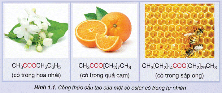 MỞ ĐẦUMột số ester như ethylbutyrate, benzyl acetate, linalyl acetate, geranyl acetare,… có mùi thơm nên được dùng làm thương hiệu. Chất béo (thành phần chính của mỡ động vật và dầu thực vật) là thực ăn quan trọng của con người. Vậy, ester và chất béo là gì? Chúng có tính chất vật lí và tính chất hóa học cơ bản nào?Giải chi tiết:- Khi thay thế nhóm -OH ở nhóm carboxyl (-COOH) của carboxyl acid bằng nhóm -OR’ thì được ester. Trong đó R’ là gốc hydrocarbon.- Chất béo là triester của glycerol với acid béo.- Tính chất vật lý:+ Ester có nhiệt độ sôi thấp hơn nhiều so với alcohol và carboxylic có phân tử khối tương đương. Các ester có phân tử thấp và trung bình thường là chất lỏng còn ester có phân tử khối lớn thường ở dạng rắn. Ester nhẹ hơn nước và ít tan trong nước. Một số ester có mùi thơm của hoa, quả chín.+ Chất béo tồn tại ở trạng thái rắn và lỏng ở nhiệt độ thường. Chất béo nhẹ hơn nước và không tan trong nước, dễ tan trong các dung môi hữu cơ ít phân cực hoặc không phân cực.- Tính chất hóa học:+ Ester có thể tham gia vào các phản ứng thủy phân và trùng hợp.+ Chất béo có thể tham gia vào phản ứng hydrogen hóa, oxi hóa chất béo.I. ESTERHoạt động nghiên cứu: Tìm hiểu về đặc điểm chung của esterNhiều ester trong tự nhiên là nguyên liệu để sản xuất hương liệu, mĩ phẩm. Hãy nhận xét đặc điểm chung của các ester dưới đây:Giải chi tiết:Đặc điểm chung của các ester là đều có công thức chung là RCOOR’. Câu hỏi 1: Viết công thức cấu tạo và gọi tên các đồng phân ester có công thức phân tử C4H8O2.Giải chi tiết:- H-COO-CH2-CH2-CH3: propyl formate.- H-COO-CH(CH3)-CH3: isopropyl formate.- CH3-COO-CH2-CH3: ethyl acetate.- CH3-CH2-COO-CH3: methyl propiomate. Câu hỏi 2: Viết công thức cấu tạo của các ester có tên gọi sau đây:a) methyl formate b) isopropyl acetatec) ethyl propiomate d) methyl butyrateGiải chi tiết:a) H-COO-CH3.b) CH3-COO-CH(CH3)-CH3.c) CH3-CH2-COO-CH2-CH3.d) CH3-CH2-CH2-COO-CH3. Hoạt động nghiên cứu: Tại sao trong số các hợp chất hữu cơ có phân tử khối tương đương dưới đây, ester lại có nhiệt độ sôi thấp nhất?Giải chi tiết:Vì các phân tử ester không tạo được liên kết hydrogen với nhau nên nhiệt độ sôi của ester thấp hơn nhiều so với alcohol và carboxylic acid có phân tử khối tương đương. Câu hỏi 3: Cho ba hợp chất butan-1-ol, propanoic acid, methyl acetate và các giá trị nhiệt độ sôi (không theo thứ tự) là: 57oC; 118oC; 141oC. Em hãy gán cho mỗi chất một giá trị nhiệt độ sôi thích hợp.Giải chi tiết:Nhiệt độ sôi thích hợp của từng chất là:- Butan-1-ol: 118oC.- Propanoic acid: 141oC.- Methyl acetate: 57oC. Hoạt động nghiên cứu: Nghiên cứu phản ứng thủy phân esterPhản ứng thủy phân ester đã được tiến hành như sau:- Cho vào hai ống nghiệm (1) và (2) mỗi ống khoảng 1,0 mL ethyl acetate.- Thêm khoảng 2 mL dung dịch H2SO4 20% vào ống nghiệm (1) và khoảng 2 mL dung dịch NaOH 30% vào ống nghiệm (2). Quan sát thấy chất lỏng trong cả hai ống nghiệm tách thành hai lớp.- Đun cách thủy ống nghiệm (1) và (2) trong cốc thủy tinh ở nhiệt độ 60 – 70 oC. Sau một thời gian, quan sát thấy:Ống nghiệm (1): thể tích lớp chất lỏng phía trên giảm.Ống nghiệm (2): tạo thành hỗn hợp đồng nhất.Thực hiện các yêu cầu sau:1. Tại sao ban đầu chất lỏng trong cả hai ống nghiệm lại tách thành hai lớp? Ester thuộc lớp nào?2. Phản ứng thủy phân ester trong môi trường acid hay môi trường kiềm xảy ra tốt hơn?Giải chi tiết:1. Ban đầu chất lỏng cả hai ống nghiệm tách thành hai lớp vì ester ít tan trong nước nên chưa xảy ra phản ứng, tạo ra dung dịch không đồng nhất. Ester thuộc lớp bên trên.2. Phản ứng thủy phân ester trong môi trường kiềm xảy ra tốt hơn. Câu hỏi 4: Em hãy so sánh điểm giống nhau và khác nhau của phản ứng thủy phân ester CH3COOCH3 trong môi trường acid và môi trường base.Giải chi tiết:- Giống nhau: phản ứng thủy phân ester CH3COOCH3 trong môi trường acid và môi trường base đều cần có nhiệt độ và sinh ra sản phẩm là methanol (CH3OH).- Khác nhau:+ Thủy phân ester trong môi trường acid là phản ứng thuận nghịch còn trong môi trường base là phản ứng một chiều.+ Sản phẩm khác sinh ra khi thủy phân trong môi trường acid là acetic acid (CH3COOH) còn trong môi trường base là CH3COONa. Câu hỏi 5: Hoàn thành phương trình hóa học của các phản ứng:a) CH3COOC2H5 + H2O (trong dung dịch H2SO4, đun nóng).b) HCOOCH3 + NaOH (dung dịch, đun nóng).Giải chi tiết:a) CH3COOC2H5 + H2O CH3COOH + C2H5OH (trong dung dịch H2SO4, đun nóng).b) HCOOCH3 + NaOH HCOONa + CH3OH. Câu hỏi 6: Propyl ethanoate là ester có mùi đặc trưng của quả lê, còn methyl butanoate là ester có mùi đặc trưng của quả táo.a) Viết công thức cấu tạo của propyl ethanoate và methyl butanoate.b) Viết phương trình hóa học của phản ứng thủy phân propyl ethanoate và methyl butanoate trong môi trường acid và môi trường base.Giải chi tiết:a) - Công thức cấu tạo của propyl ethanoate: CH3-COO-CH2-CH2-CH3.- Công thức cấu tạo của methyl butanoate: CH3-CH2-CH2-COO-CH3.b) - Phản ứng thủy phân trong môi trường acid:CH3-COO-CH2-CH2-CH3 + H2O CH3COOH + C3H7OH (trong dung dịch H2SO4, đun nóng).CH3-CH2-CH2-COO-CH3 + H2O C3H7COOH + CH3OH (trong dung dịch H2SO4, đun nóng).- Phản ứng thủy phân trong môi trường base:CH3-COO-CH2-CH2-CH3 + NaOH CH3COONa + C3H7OH.CH3-CH2-CH2-COO-CH3 + NaOH C3H7COONa + CH3OH Câu hỏi 7: Isoamyl acetate có mùi thơm đặc trưng của chuối chín nên còn được gọi là dầu chuối. Khi đun nóng hỗn hợp gồm 16,2g acetic acid và 15,2g isoamyl alcohol ((CH3)2CHCH2CH2OH với xúc tác là H2SO4 đặc thu được 14,16g dầu chuối. Tính hiệu suất của phản ứng điều chế dầu chuối trên.Giải chi tiết:(CH3)2CHCH2CH2OH + CH3COOH CH3COOCH2CH2CH(CH3)2 + H2O (xúc tác là H2SO4 đặc) (1) mol. mol.Theo phương trình (1) thì acetic acid phản ứng dư mol g.Hiệu suất của phản ứng điều chế là: Hoạt động nghiên cứu: Em hãy tìm hiểu và trình bày về ứng dụng của một ester mà em biết.Giải chi tiết: - Các ester có mùi thơm, không độc, được dùng làm chất tạo hương trong công nghiệp thực phẩm, mĩ phẩm.- Một số polymer có nhóm chức ester được dùng để sản xuất chất dẻo, sơn tường.- Một số hợp chất chứa nhóm chức ester được dùng làm dược phẩm. Các ester có phân tử khối thấp được dùng làm dung môi để tách, chiết chất hữu cơ, pha sơn,... II. LIPID