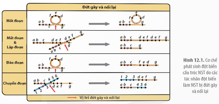 MỞ ĐẦUMột người có kiểu hình nữ giới nhưng NST có cặp giới tính là XY. Tuy nhiên, NST Y có chiều dài ngắn hơn so với bình thường. Hãy giải thích tại sao người này lại có kiểu hình nữ.Giải chi tiết:NST Y có chiều dài ngắn hơn so với bình thường có thể là do bị đột biến cấu trúc khiến các gene quan trọng quy định tính trạng đặc trưng ở nam giới bị mất hoặc bất hoạt khiến cho người đó phát triển kiểu hình nữ giới.I. KHÁI NIỆMII. ĐỘT BIẾN CẤU TRÚCCâu 1: Quan sát Hình 12.1 và trình bày cơ chế phát sinh các dạng đột biến cấu trúc NST.Giải chi tiết:Cơ chế phát sinh các dạng đột biến cấu trúc NST:Mất đoạn: Do một đoạn NST bị dứt mà không được nổi lại, làm mất vật chất di truyền nên thường gây hại. Lặp đoạn: Là đột biến cấu trúc làm cho một đoạn NST được lặp lại một hoặc vài lần dẫn đến gia tăng số lượng bản sao của gene trên NST, làm tăng chiều dài NST.Đảo đoạn: Đột biến đảo đoạn làm cho một đoạn NST nào đó đứt ra rồi đảo ngược 180 độ và nối lại. Chuyển đoạn: Là đột biến làm cho một đoạn NST được chuyển từ vị trí này sang vị trí khác giữa các NST không tương đồng hoặc trên cùng một NST. Câu 2: Phân biệt đột biến chuyển đoạn NST với đột biến đảo đoạn NST.Giải chi tiết:Đột biến chuyển đoạn làm cho một đoạn NST được chuyển từ vị trí này sang vị trí khác giữa các NST không tương đồng hoặc trên cùng một NST. Còn đột biến đảo đoạn làm cho một đoạn NST nào đó đứt ra rồi đảo ngược 180 độ và nối lại. III. ĐỘT BIẾN SỐ LƯỢNG NHIỄM SẮC THỂCâu 1: Quan sát Hình 12.2 và 12.3, trình bày cơ chế phát sinh đột biến số lượng NST.Giải chi tiết:Cơ chế hình thành đột biến lệch bội: Sự rối loạn phân li của một hoặc một vài cặp NST trong giảm phân dẫn đến hình thành các giao tử lệch bội. Giao tử lệch bội kết hợp với nhau hoặc với giao tử bình thường hình thành nên hợp tử lệch bội. Cơ chế hình thành đột biến đa bội: Đột biến đa bội được hình thành do thoi phân bào không hình thành nên NST không phân li trong tế bào xôma hay bộ NST nhân đôi. Quá trình giảm phân không bình thường đã tạo ra giao tử mang bộ NST không giảm đi một nửa số lượng. Các gia tử này kết hợp với nhau hoặc kết hợp với giao tử bình thường tạo thể đa bội.Câu 2: Phân biệt đột biến lệch bội với đột biến đa bội.Giải chi tiết:Thể lệch bộiThể đa bộiLàm tăng hoặc giảm số lượng NST ở một vài cặp NSTLàm tăng NST gấp n lần số NST đơn bộiDo sự không phân li của một vài cặp NST trong phân bàoSự không phân li của tất cả NST trong phân bào.Có các dạng một nhiễm, ba nhiễm, bốn nhiễm,… một nhiễm kép, ba nhiễm kép…Có tự đa bội gồm đa bội lẽ (3n, 5n…), đa bội chẵn (4n, 6n…) và dị đa bội do bộ NST 2n của 2 hay nhiều loài khác nhau cùng tồn tại trong một tế bào.Gặp ở cả động vật và thực vật và thường gây hạiGặp chủ yếu ở thực vật ít gặp ở động vật bậc cao. Thường có ý nghĩa trong trồng trọt.IV. TÁC HẠI CỦA ĐỘT BIẾN NHIỄM SẮC THỂV. VAI TRÒ CỦA ĐỘT BIẾN NHIỄM SẮC THỂCâu 1: Phân tích tác hại của các dạng đột biến NST đối với thể đột biến.Giải chi tiết:Các loại dột biến mất đoạn NST làm mất gene nên hầu hết là có hại. Đột biến lặp đoạn NST, thêm số lượng bản sao của gene làm mất cân bằng gene nên có thể gây hại. Các loại đột biến đảo đoạn và chuyển đoạn, nếu không làm hỏng các gene ở những điểm đứt gãy thì thường ít hoặc không gây hại. Tuy vậy, những đột biến này làm thay đổi vị trí của gene trên NST nên có thể làm thay đổi sự biểu hiện của gene biểu hiện thành kiểu hình có hại. Các cá thể chuyển đoạn dị hợp (có một NST bình thường và một NST tương đồng có đoạn bị chuyển) và cá thể đảo đoạn dị hợp (một NST bình thường, một NST tương đồng có đoạn bị đảo) thường bị giảm 50% khả năng sinh sản.Các loại đột biến dị bội làm mất cân bằng gene nên thường gây hại và thậm chí gây chết. Các thể đột biến đa bội lẻ như 3n ở thực vật và ở một số loài động vật bậc thấp thường gây bất thụ. Các loại đột biến đa bội chẵn như 4n ít gây hại hơn so với các loại đột biến đa bội lẻ vì thường không làm mất cân bằng gene. Câu 2: Sưu tầm thêm tư liệu về vai trò của đột biến NST trong tiến hoá, chọn giống và nghiên cứu di truyền.Giải chi tiết:Đối với tiến hoá: Đột biến nhiễm sắc thể có thể tạo ra vật chất di truyền bổ sung và tăng kích thước hệ gene, dẫn đến sự sắp xếp lại các gene trên nhiễm sắc thể, góp phần tạo ra nguồn nguyên liệu cho quá trình tiến hoá của các loài sinh vật; đặc biệt đột biến đa bội là con đường hình thành loài mới một cách nhanh chóng.Đối với chọn giống: Người ta có thể sử dụng đột biến nhiễm sắc thể để tạo các giống cây trồng mang các đặc điểm mong muốn, có giá trị kinh tế cao.Đối với nghiên cứu di truyền: Thông qua quan sát những bất thường về cấu trúc và số lượng của nhiễm sắc thể, có thể phát hiện và dự đoán khả năng xuất hiện, đề xuất các biện pháp phòng chống bệnh, tật ở người; so sánh sự thay đổi trong cấu trúc nhiễm sắc thể và số lượng gene để nghiên cứu sự tiến hoá của hệ gene và xác định mối quan hệ họ hàng giữa các loài; giải thích được cơ chế điều hoà biểu hiện gene trên nhiễm sắc thể,..LUYỆN TẬP VÀ VẬN DỤNG