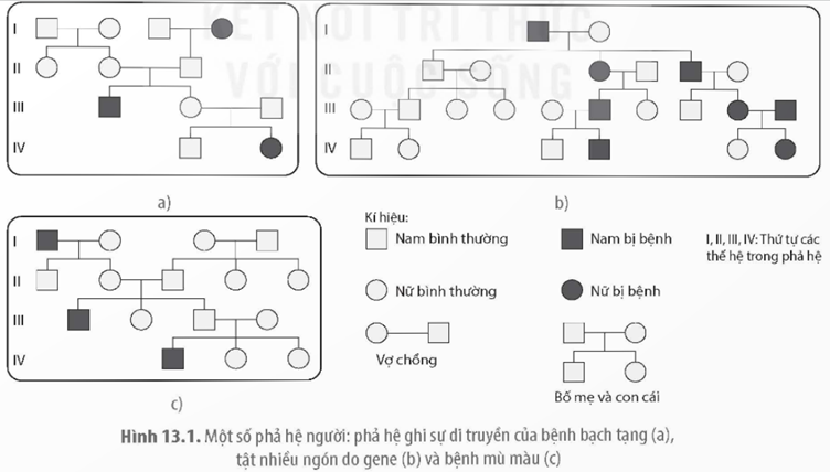 MỞ ĐẦULàm thế nào người ta có thể biết được một bệnh di truyền nào đó ở người là do gene trội hay lặn quy định?Giải chi tiết:Người ta có thể theo dõi phả hệ để biết được bệnh di truyền do gen lặn nằm trên nhiễm sắc thể thường hay trên nhiễm sắc thể X quy định nhờ đặc điểm của sự di truyền liên kết với giới tính.I. KHÁI NIỆM, VAI TRÒ CỦA DI TRUYỀN HỌC NGƯỜI VÀ DI TRUYỀN Y HỌCII. MỘT SỐ PHƯƠNG PHÁP NGHIÊN CỨU DI TRUYỀN NGƯỜICâu 1: Giải thích vai trò của di truyền học người và di truyền y học.Giải chi tiết:Di truyền học người cung cấp cho chúng ta thông tin về cơ chế di truyền và biến dị ở người. Di truyền học người thuộc lĩnh vực nghiên cứu cơ bản nhưng đem lại nhiều ứng dụng thực tiễn. Di truyền y học thuộc lĩnh vực nghiên cứu ứng dụng, cho chúng ta biết nguyên nhân phát sinh các bệnh di truyền hay triệu chứng bệnh lí, từ đó có thể đưa ra các biện pháp tư vấn phòng ngừa, chẩn đoán và chữa trị một số bệnh di truyền.Câu 2: Quan sát Hình 13.1 và cho biết các bệnh di truyền trên hình được di truyền theo kiểu trội hay lặn, gene quy định bệnh nằm trên NST thường hay NST giới tính X. Giải thích.Giải chi tiết:a, Bệnh di truyền do gene lặn quy định.Do người con III.1 bị bệnh, nếu bệnh do gene trội quy định thì người con sẽ nhận một allen trội gây bệnh từ bố hoặc mẹ, nhưng bố và mẹ của người con này đều có kiểu hình bình thường (kiểu gen đồng hợp lặn), điều này là vô lí nên bệnh này không phải do gene trội quy định.b, Bệnh di truyền do gene trội quy định.Do người mẹ III.9 và người bố III.10 đều bị bệnh, nếu bệnh do gen lặn quy định thì hai người chỉ cho duy nhất allele lặn kết hợp tạo thành hợp tử đồng hợp lặn, đời con 100% bị bệnh. Nhưng người con IV.5 lại có kiểu hình bình thường. Vì vậy, bệnh không do gen lặn quy định.c, Bệnh di truyền do gene trội nằm trên NST giới tính X quy định.Do trong phả hệ chỉ có nam giới mắc bệnh. III. Y HỌC TƯ VẤNIV. MỘT SỐ ỨNG DỤNG VÀ THÀNH TỰU CỦA LIỆU PHÁP GENECâu 1: Những đối tượng nào cần đến cơ sở tư vấn di truyền trước khi kết hôn và sàng lọc trước sinh? Giải thích.Giải chi tiết:Những đối tượng cần đến cơ sở tư vấn di truyền trước khi kết hôn và sàng lọc trước sinh:Các cặp vợ chồng có nguy cơ mang thai với bệnh di truyền: Nếu một trong hai người cha mẹ hoặc cả hai đều có tiền sử bệnh di truyền, hoặc có người thân trong gia đình mắc bệnh di truyền, thì cặp vợ chồng đó có nguy cơ mang thai với bệnh di truyền. Người có tiền sử bệnh di truyền: Những người có tiền sử bệnh di truyền, bao gồm các bệnh di truyền do đột biến gen hay đột biến nhiễm sắc thể cần được tư vấn di truyền để hiểu rõ hơn về nguy cơ mắc bệnh, cách phòng ngừa và điều trị.Người muốn tìm hiểu về di truyền và sức khỏe: Tư vấn di truyền không chỉ dành cho những người có tiền sử bệnh di truyền, mà còn dành cho những người muốn tìm hiểu về di truyền và sức khỏe của mình. Những người này có thể muốn biết về cơ chế di truyền, các yếu tố ảnh hưởng đến di truyền, và cách thức di truyền ảnh hưởng đến sức khỏe của họ.Câu 2: Hãy cho biết những loại bệnh di truyền nào có thể chữa khỏi hoặc làm giảm nhẹ triệu chứng bệnh nếu gene gây bệnh được phát hiện sớm ở trẻ sơ sinh? Giải thích.Giải chi tiết:Những loại bệnh di truyền nào có thể chữa khỏi hoặc làm giảm nhẹ triệu chứng bệnh nếu gene gây bệnh được phát hiện sớm ở trẻ sơ sinh:Phenylketone niệu (PKU): Là bệnh rối loạn chuyển hóa Phenylalanin (Phe) thành Tyrosine (Tyr) ở người, nguyên nhân do thiếu hụt enzyme phenylalanine hydroxylase.Hiện nay chưa có phương pháp điều trị hoàn toàn, bệnh nhân sẽ được thực hiện theo chế độ dinh dưỡng nghiêm khắc, cụ thể, cần hạn chế các thực phẩm chứa Phe.Nếu tuân thủ chặt chẽ theo chế độ ăn uống này từ ngay sau khi trẻ sinh ra, trẻ sẽ phát triển bình thường. Thalassemia (Thal) Là một bệnh di truyền gen lặn xảy ra do sự khiếm khuyết trong việc tổng hợp huyết sắc tố Hemoglobin với triệu chứng chính là thiếu máu.Thalassemia đã được chữa khỏi bằng cách cấy ghép tủy xương. Tuy nhiên, phương pháp điều trị này chỉ có thể thực hiện được đối với một số ít bệnh nhân có người hiến tủy phù hợp. Bản thân quy trình cấy ghép vẫn còn nhiều rủi ro và có thể dẫn đến tử vong. Hiện nay, liệu pháp gen cũng mang lại hy vọng chữa khỏi bệnh.LUYỆN TẬP VÀ VẬN DỤNG