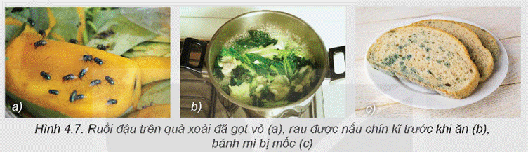 KHỞI ĐỘNG Quan sát Hình 4.1 và cho biết, người lao động đang sử dụng những trang bị bảo hộ gì trong quá trình chế biến thực phẩm?Giải chi tiết:Người lao động đang sử dụng những trang bị bảo hộ là mũ, khẩu trang, găng tay, tạp dề, quần áo bảo hộ. I. AN TOÀN LAO ĐỘNG TRONG CHẾ BIẾN THỰC PHẨMCâu hỏi: Quan sát Hình 4.2 về các dụng cụ, thiết bị nhà bếp dưới đây, hãy sắp xếp các dụng cụ, thiết bị đó vào từng nhóm theo chức năng trong quá trình sử dụng.Giải chi tiết:- Dụng cụ dùng để cắt, thái: dao, thớt.- Dụng cụ dùng để nhào, trộn: Máy đánh trứng.- Dụng cụ dùng để đo lường: Cân.- Dụng cụ dùng để làm sạch: máy rửa bát, khăn lau, găng tay, bình xịt.- Dụng cụ dùng để bảo quản: khay và lọ để gia vị- Dụng cụ dùng để chứa đựng - bài trí: tủ bếp, tủ lạnh.- Dụng cụ dùng để chế biến: xoong, nồi, chảo,...- Thiết bị dùng điện: bếp từ- Thiết bị dùng gas: Bếp gas Câu hỏi: Kể tên một số dụng cụ, thiết bị nhà bếp mà gia đình em đang sử dụng và các lưu ý trong quá trình sử dụng, bảo quản các dụng cụ, thiết bị đó để đảm bảo an toàn lao động.Giải chi tiết:Một số dụng cụ và thiết bị nhà bếp thường được sử dụng bao gồm nồi, chảo, dao, kéo, bếp gas hoặc bếp từ. Để đảm bảo an toàn lao động, cần lưu ý:1. Bảo quản dao, kéo trong nơi an toàn, tránh để chúng lơ lửng hay tiếp xúc với trẻ em.2. Sử dụng bếp gas hoặc bếp từ cẩn thận, tuân thủ hướng dẫn sử dụng của nhà sản xuất.3. Làm sạch và bảo quản nồi chảo sau khi sử dụng để tránh vi khuẩn và rỉ sét.4. Luôn kiểm tra các dụng cụ và thiết bị trước khi sử dụng để đảm bảo an toàn. Câu hỏi: Tìm hiểu thông tin từ Internet, sách, báo,... và cho biết, người trực tiếp sản xuất thực phẩm tại các nhà hàng, khách sạn, ... cần được trang bị bảo hộ như thế nào để đảm bảo an toàn lao động? Vai trò của mỗi trang bị đó là gì?Giải chi tiết:Người trực tiếp sản xuất thực phẩm tại các nhà hàng, khách sạn cần được trang bị bảo hộ như sau để đảm bảo an toàn lao động:1. Mũ bảo hiểm: Bảo vệ đầu khỏi nguy cơ va đập từ trên cao và ngăn chặn tóc, bụi rơi vào thực phẩm.2. Áo khoác chống nhiệt và chống bám dầu: Bảo vệ da khỏi bị bỏng do tiếp xúc với nhiệt độ cao và ngăn chặn dầu, chất dầu mỡ bám vào quần áo.3. Kính bảo hộ: Bảo vệ mắt khỏi bị bắn mắt bởi các giọt dầu nóng hoặc bất kỳ vật thể nào khác.4. Găng tay bảo hộ: Ngăn chặn vi khuẩn từ tay người làm thực phẩm và bảo vệ da khỏi bị cháy nếu tiếp xúc với nhiệt độ cao.5. Nón rộng và khẩu trang: Ngăn chặn tóc và bụi từ miệng và mũi rơi vào thực phẩm.6. Thảm chống trượt: Tránh nguy cơ trượt trên sàn nhà bằng cách giữ sàn khô ráo và sạch sẽ. Câu hỏi: Hãy quan sát hình dưới đây và cho biết, để đảm bảo an toàn lao động, người chế biến thực phẩm đã sử dụng những dụng cụ gì và sử dụng để tránh nguy cơ mất an toàn nào.Giải chi tiết:Người chế biến thực phẩm đã sử dụng vải, găng tay vải, xẻng đỡ bánh để tránh bị bỏng vì nhiệt độ cao khi lấy bánh từ lò nướng. II. AN TOÀN VỆ SINH THỰC PHẨM TRONG CHẾ BIẾN THỰC PHẨMCâu hỏi: Kể tên một số tác nhân gây mất an toàn vệ sinh thực phẩm thường gặp.Giải chi tiết:- Tác nhân sinh học: một số vi khuẩn, virus, kí sinh trùng, vi nấm sinh độc tố như Clostridium botulinum, Salmonella, virus viêm gan A, giun đũa, vi nấm Aspergillus Flavus,...- Tác nhân hóa học: tồn dư thuốc bảo vệ thực vật; thức ăn chăn nuôi; chì, dioxins, tributyltin,... trong bao bì đóng gói, dụng cụ nấu ăn,...; chất độc có sẵn trong thực phẩm, ví dụ như tetrodotoxin trong buồng trứng cá nóc, solanin trong khoai tây mọc mầm,...- Tác nhân vật lí: dị vật lông, tóc, móng, xương, mảnh kim loại,...; chất phóng xạ;... Câu hỏi: 1. Quan sát Hình 4.7 và cho biết, trường hợp nào tiềm ẩn nguy cơ mất an toàn vệ sinh thực phẩm.2. Hãy kể tên một vài trường hợp mất an toàn vệ sinh thực phẩm gây ra hậu quả nghiêm trọng mà em biết.Giải chi tiết:1. Trường hợp nào tiềm ẩn nguy cơ mất an toàn vệ sinh thực phẩm: ruồi đậu trên quả xoài đã gọt vỏ và bánh mì bị mốc.2. - Dùng thực phẩm đã hỏng gây ngộ độc thực phẩm.- Không chế biến thức ăn đúng cách gây nhiễm khuẩn.- Lưu trữ thực phẩm trong điều kiện không đảm bảo vệ sinh gây nhiễm vi khuẩn. Câu hỏi: Bằng hiểu biết của bản thân, em hãy mô tả sáu bước rửa tay theo hướng dẫn của Bộ Y tế.Giải chi tiết:- Bước 1: Làm ướt 2 lòng bàn tay bằng nước. Lấy xà phòng và chà 2 lòng bàn tay vào nhau.- Bước 2: Chà lòng bàn tay này lên mu và kẽ ngoài các ngón tay của bàn tay kia và ngược lại.- Bước 3: Chà 2 lòng bàn tay vào nhau, miết mạnh các kẽ trong ngón tay.- Bước 4: Chà mặt ngoài các ngón tay của bàn tay này vào lòng bàn tay kia.- Bước 5: Dùng bàn tay này xoay ngón cái của bàn tay kia và ngược lại.- Bước 6: Xoay các đầu ngón tay này vào lòng bàn tay kia và ngược lại. Rửa sạch tay dưới vòi nước chảy đến cổ tay và làm khô tay. LUYỆN TẬPVì sao cần đảm bảo an toàn lao động và an toàn vệ sinh thực phẩm trong chế biến thực phẩm?Giải chi tiết:Đảm bảo các nguyên tắc của an toàn lao động giúp:- Giảm thiểu nguy cơ mắc phải các tai nạn như đứt tay, bỏng lửa, bỏng nước, trượt ngã, điện giật, cháy nổ,... nguy hiểm hơn, có thể ảnh hưởng đến tính mạng của người tham gia chế biến thực phẩm.- Giảm thiểu nguy cơ thiệt hại về tài sản của cá nhân và doanh nghiệp.- Giúp người lao động thuận lợi, hiệu quả, yên tâm hơn trong quá trình chế biến thực phẩm, nâng cao năng suất làm việc. Vai trò của an toàn vệ sinh thực phẩm:- Giữ được tối đa các chất dinh dưỡng có trong thực phẩm.- Giảm thiểu nguy cơ mắc các bệnh lí cấp tính, mạn tính do nhiễm khuẩn, nhiễm độc có trong thực phẩm không an toàn, từ đó giảm gánh nặng bệnh tật cho hệ thống y tế quốc gia.- Hạn chế tối đa nguy cơ làm suy giảm sức khoẻ giống nòi và chất lượng dân số vì sử dụng thực phẩm không an toàn. Nếu sử dụng thực phẩm không an toàn kéo dài sẽ làm tăng nguy cơ suy giảm sức khoẻ do mắc các bệnh lí mạn tính như thiếu máu, suy tạng, suy nhược cơ thể.; nguy hiểm hơn là có thể gây nên các bệnh lí di truyền, quái thai,... ở thế hệ sau.- Tạo uy tín cho ngành sản xuất nông nghiệp, công nghiệp chế biến thực phẩm của quốc gia với các nước trong khu vực và trên thế giới. Từ đó tạo ra cơ hội xuất khẩu các sản phẩm nông sản, tạo nguồn lợi kinh tế lớn, giải quyết vấn đề việc làm cho người dân. VẬN DỤNGTừ thực tế tại gia đình và địa phương, kết hợp với kiến thức đã học, hãy đề xuấtphương án giúp đảm bảo an toàn lao động và an toàn vệ sinh thực phẩm trong chế biến thực phẩm.Giải chi tiết:Đề xuất phương án như sau:1. Nâng cao nhận thức: Tăng cường công tác tuyên truyền và giáo dục về an toàn lao động và vệ sinh thực phẩm cho tất cả nhân viên và thành viên trong gia đình, để tạo ra một môi trường làm việc an toàn và lành mạnh.2. Sử dụng trang bị bảo hộ: Cung cấp đầy đủ trang bị bảo hộ như mũ bảo hộ, găng tay, áo áo phòng sạch, khẩu trang, kính bảo hộ và giày bảo hộ để bảo vệ nhân viên khỏi các nguy cơ tai nạn lao động và nguy cơ nhiễm khuẩn.3. Xây dựng quy trình làm việc: Thực hiện quy trình làm việc cụ thể và chi tiết từ việc lựa chọn nguyên liệu, vệ sinh các dụng cụ và bếp, chế biến thực phẩm đến việc lưu trữ và phục vụ, để đảm bảo mọi bước đều tuân thủ các tiêu chuẩn vệ sinh và an toàn.4. Kiểm tra định kỳ: Thực hiện kiểm tra định kỳ về vệ sinh và an toàn lao động để phát hiện và khắc phục kịp thời mọi vấn đề phát sinh, đồng thời đảm bảo tuân thủ các quy định và tiêu chuẩn. KẾT NỐI NĂNG LỰCCâu hỏi: Hãy đánh giá việc đảm bảo an toàn lao động trong chế biến thực phẩm tại gia đình mình. Có thể đánh giá dựa trên các tiêu chỉ như Bảng 4.2Giải chi tiết:Đánh giá việc đảm bảo an toàn lao động trong chế biến thực phẩm tại gia đình có thể dựa trên các tiêu chí sau:1. Trang bị bảo hộ: Có sử dụng đầy đủ trang bị bảo hộ như mũ bảo hộ, găng tay, áo áo phòng sạch, khẩu trang, kính bảo hộ và giày bảo hộ cho những người tham gia chế biến thực phẩm không?2. Quy trình làm việc: Gia đình có áp dụng các quy trình làm việc cụ thể và chi tiết từ việc lựa chọn nguyên liệu, vệ sinh các dụng cụ và bếp, chế biến thực phẩm đến việc lưu trữ và phục vụ không?3. Kiểm tra định kỳ: Có thực hiện kiểm tra định kỳ về vệ sinh và an toàn lao động để phát hiện và khắc phục kịp thời mọi vấn đề phát sinh không?4. Nâng cao nhận thức: Gia đình có tăng cường công tác tuyên truyền và giáo dục về an toàn lao động và vệ sinh thực phẩm cho tất cả thành viên để tạo ra một môi trường làm việc an toàn và lành mạnh không?Dựa vào đánh giá này, gia đình có thể tự đánh giá mức độ đảm bảo an toàn lao động trong quá trình chế biến thực phẩm và đưa ra các biện pháp cải thiện nếu cần thiết.Câu hỏi: Hãy đánh giá việc đảm bảo an toàn vệ sinh thực phẩm trong chế biến thực phẩm tại gia đình mình. Có thể đánh giá dựa trên các tiêu chí như Bảng 4.3. Giải chi tiết:Đánh giá việc đảm bảo an toàn vệ sinh thực phẩm trong chế biến thực phẩm tại gia đình có thể dựa trên các tiêu chí sau:1. Chọn lựa nguyên liệu: Gia đình có lựa chọn nguyên liệu tươi, chất lượng, không bị hỏng và không sử dụng thực phẩm hết hạn sử dụng không?2. Vệ sinh dụng cụ và bếp: Gia đình có thực hiện việc vệ sinh các dụng cụ, bếp, bồn rửa chén, kệ đựng thực phẩm định kỳ và sạch sẽ không?3. Chế biến thực phẩm: Quy trình chế biến thực phẩm có tuân thủ các quy tắc vệ sinh như rửa tay trước khi chế biến, phân chia dụng cụ cho thực phẩm sống và thực phẩm đã chế biến không?4. Lưu trữ và bảo quản: Thực phẩm đã chế biến và thức ăn chưa chế biến có được bảo quản đúng cách ở nhiệt độ thích hợp và tránh xa các tác nhân gây ô nhiễm không?5. Kiểm tra và kiểm soát: Gia đình có thực hiện kiểm tra thường xuyên về tình trạng của thực phẩm, sử dụng hạn sử dụng và loại bỏ các thực phẩm đã hỏng không?Dựa vào đánh giá này, gia đình có thể tự đánh giá mức độ đảm bảo an toàn vệ sinh thực phẩm trong quá trình chế biến và đưa ra các biện pháp cải thiện nếu cần thiết. KẾT NỐI NGHỀ NGHIỆP