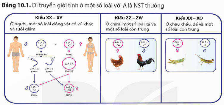 MỞ ĐẦUVì sao tỉ lệ các cá thể đực và cái ở nhiều loài động vật lại thường là 1: 1?Giải chi tiết:Do sự phân li của cặp NST XY trong phát sinh giao tử ra hai loại tinh trùng mang NST X và Y với tỉ lệ bằng nhau và bằng 1 : 1. Qua thụ tinh của hai loại tinh trùng này với trứng mang NST X tạo ra hai loại tổ hợp XX và XY với số lượng ngang nhau có sức sống ngang nhau do đó xác suất sinh con trai hoặc sinh con gái của mỗi cặp vợ chồng là như nhau và bằng 50 tỉ lệ đực cái thường là 1:1.I. DI TRUYỀN GIỚI TÍNHCâu 1: NST giới tính là gì? Hãy nêu sự khác biệt giữa NST thường và NST giới tính.Giải chi tiết:NST giới tinh là một loại NST chứa các gene quy định giới tính của một sinh vật. Tuỳ theo từng loài, NST giới tính có thể tồn tại thành từng cặp tương đồng hoặc không tương đồng (cặp NST khác nhau về kích thước và có trình tự gene không hoàn toàn tương đồng). Sự khác biệt giữa NST thường và NST giới tính:NST thườngNST giới tínhCó nhiều cặp trong tế bào lưỡng bội.Chỉ có 1 cặp trong tế bào lưỡng bội.Luôn tồn tại thành cặp tương đồng.Có thể là cặp tương đồng XX hoặc không tương đồng XY.Giống nhau ở cá thể đực và cái.Khác nhau ở cá thể đực và cái.Mang gen quy định tính trạng thường, không liên quan đến giới tính.Mang gen quy định giới tính, các gen quy định tính trạng liên quan đến giới tính, các gen quy định tính trạng thường.Câu 2: Giải thích tại sao, theo lí thuyết, xác suất sinh con trai hoặc sinh con gái của mỗi cặp vợ chồng là như nhau và bằng 50%.Giải chi tiết:Do sự phân li của cặp NST XY trong phát sinh giao tử ra hai loại tinh trùng mang NST X và Y với tỉ lệ bằng nhau và bằng 1 : 1. Qua thụ tinh của hai loại tinh trùng này với trứng mang NST X tạo ra hai loại tổ hợp XX và XY với số lượng ngang nhau có sức sống ngang nhau do đó xác suất sinh con trai hoặc sinh con gái của mỗi cặp vợ chồng là như nhau và bằng 50%.II. DI TRUYỀN LIÊN KẾT VỚI GIỚI TÍNHIII. ỨNG DỤNG CỦA DI TRUYỀN LIÊN KẾT VỚI GIỚI TÍNHCâu 1: Quan sát hình di truyền giới tính ở gà trong Bảng 10.1 và cho biết có thể dùng phép lai nào để phân biệt tính trạng do gene nằm trên NST thường với tính trạng do gene nằm trên NST Z không có gene tương đồng trên W.Giải chi tiết:Có thể dùng phép lai thuận nghịch để phân biệt tính trạng do gene nằm trên NST thường với tính trạng do gene nằm trên NST Z không có gene tương đồng trên W.Nếu có sự khác nhau trong kết quả của phép lai thận nghịch và có sự phân li không đồng đều kiểu hình ở hai giới thì gên đó nằm trên NST giới tính.Câu 2: Tại sao bệnh do allele lặn nằm trên NST X ở người thường biểu hiện chủ yếu ở nam giới?Giải chi tiết:Bệnh do allele lặn quy định sẽ biển hiện khi người bệnh có kiểu gen đồng hợp lặn, và không được biểu hiện khi kiểu gen ở trạng thái đồng hợp trội hoặc dị hợp tử. Ở nam giới chỉ cần 1 allele lặn trên NST X đã biểu hiện ra kiểu hình bệnh do không có allele tương đồng trên NST Y (XaY). Còn nữ giới cần kiểu gen đồng hợp lặn XaXa mới biểu hiện bệnh. Vì vậy, bệnh do allele lặn nằm trên NST X ở người thường biểu hiện chủ yếu ở nam giới.LUYỆN TẬP VÀ VẬN DỤNG