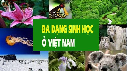 I. LẬP KẾT HOẠCH1. Mục tiêu, nhiệm vụ, sản phẩm dự kiếnMục tiêu:Thực hiện được bài tập (hoặc dự án) về thực trạng bảo tồn hệ sinh thái ở địa phương và đề xuất giải pháp bảo tồn.Rèn luyện các kĩ năng làm việc nhóm, lập kế hoạch, quan sát, phỏng vấn hiện trường.Nhiệm vụ:Lập được kế hoạch làm việc của nhóm để thực hiện dự án.Đi thực địa để tìm hiểu về thực trạng công tác bảo tồn các hệ sinh thái tại địa phương.Viết báo cáo thực trạng công tác bảo tồn các hệ sinh thái tại địa phương và đề xuất các giải pháp nâng cao hiệu quả.Trình bày báo cáo bằng các phần mềm trình chiếu hoặc làm poster dán lên bảng tin của trường (giáo viên và học sinh thống nhất cách trình bày).Sản phẩm dự kiến:Bản kế hoạch thực hiện dự án tìm hiểu thực trạng bảo tồn.Báo cáo thực trạng công tác bảo tồn hệ sinh thái tại địa phương và đề xuất các giải pháp bảo tồn (sử dụng các phần mềm trình chiếu/ video/ tập ảnh).2. Lựa chọn chủ đềTuỳ thuộc vào điều kiện cụ thể của địa phương mà giáo viên và học sinh thống nhất lựa chọn một trong các hoạt động bảo tồn sau đây:Đánh giá thực trạng công tác bảo tồn hệ sinh thái tại địa phương A và đề xuất giải pháp nâng cao hiệu quả bảo tồn đa dạng sinh vật.Đánh giá thực trạng bảo tồn loài cây/con... tại địa phương A và đề xuất giải các pháp cần thiết để nâng cao hiệu quả bảo tồn, phát huy giá trị của loài.3. Lập kế hoạch và phân công nhiệm vụGợi ý bảng phân công chi tiết:Thời gianYêu cầu công việcSản phẩm dự kiếnNgười thực hiệnĐịa điểm thực hiệnCông cụ/ người hỗ trợPhương pháp dự kiếnSáng thứ 6 Lập nhómDanh sách các thành viên trong nhómCả nhómTrên lớp Thảo luận nhómChiều thứ 6Thu thập thông tin và số liệu tổng quanMô tả khái quát về các hoạt động ở địa phươngCả nhómThư viện của trường Đọc và thống kêChiều thứ 6Chọn địa điểm, lập kế hoạch thực hiệnBản kế hoạch chi tiếtCả nhómTrên lớp Thảo luận nhómChiều thứ 6Thảo luận về nhiệm vụ cụ thể và thông tin cần thiếtBản yêu cầu thông tin và số liệu cần thiếtCả nhómTrên lớp Thảo luận nhómSáng thứ 7Xây dựng phiếu thu thập số liệu, phiếu phỏng vấnMẫu phiếu, biểu mẫu khảo sát trực tuyếnThu, Ngân, MaiTrên lớpGoogle FormCác bạn được phân công tiến hành thảo luậnSáng thứ 7Chuẩn bị các điều kiện cần để tiến hành đi thực địaChốt lịch hẹn, phương tiện và công cụ cầnCả nhómTrên lớp Nhóm phân công, cá nhân thực hiệnChiều thứ 7Đi thực địa và thu thập số liệuCác phiếu thông tin, các bảng ghi chép cá nhânCả nhómNơi bảo tồn/phục hồi Quan sát, phỏng vấnSáng chủ nhậtThống kê số liệu, tập hợp thông tin và hình ảnhCác bảng, các biểu đồ, các hình ảnhAn, My, Trung.Ở nhàCác công cụ thông kê, phân tích số liệu (Excel,..)Thống kê, phân tíchChiều chủ nhậtViết báo cáoBáo cáoLan, Kiên, Minh, NhiỞ nhàPowerpoint, tranh ảnh, tài liệu,... Sáng thứ 2Trình bày báo cáoSlide thuyết trình, tranh ảnh, poster, videoMạnh, TrangTrên lớpMáy chiếu, dụng cụ treo tranh,... II. THỰC HIỆN DỰ ÁNThu thập thông tinXử lý thông tinThảo luậnIII. BÁO CÁO ĐÁNH GIÁ1. Xây dựng sản phẩmGợi ý: Sản phẩm có thể ở dưới dạng tranh ảnh, slide thuyết trình, poster hoặc video,...Ví dụ:2. Trình bày sản phẩmSản phẩm dạng tranh ảnh: được treo trên tường, trên giá, bảng tin của nhà trường hoặc lớp học,...Sản phẩm dạng slide thuyết trình: được trình bày bằng các slide trên phần mềm trình chiếu và có thành viên của nhóm thuyết trình.Sản phẩm dạng video: có thể trình bày bằn phần mềm tình chiếu trước lớp, đăng lên trang web của nhà trường hoặc các mạng xã hội.3. Đánh giá