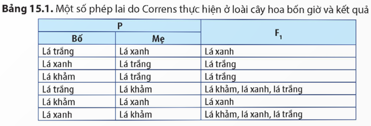 MỞ ĐẦU Ở người, sự di truyền bệnh cơ ti thể (gây suy yếu và thoái hoá cơ) phụ thuộc hoàn toàn vào mẹ, khi mẹ bị bệnh thì các con đều bị bệnh bất kể là bố có bị bệnh hay không. Hiện tượng này được giải thích như thế nào?Giải chi tiết:Hiện tượng này là do di truyền theo dòng mẹ (hay còn gọi là di truyền gene ngoài nhân) khiến đời con có các đặc điểm giống hệt mẹ.I. THÍ NGHIỆM CỦA CORRENS VỀ DI TRUYỀN GENE NGOÀI NHÂNCâu 1: Quan sát Bảng 15.1, hãy nhận xét chung về kết quả các phép lai trong bảng và giải thích.Giải chi tiết:Kết quả các phép lai thuận nghịch ở trên cho thấy, màu lá của đời con hoàn toàn phụ thuộc vào màu lá của cây mẹ mà không chịu ảnh hưởng bởi màu lá của cây bố. Do tính trạng màu sắc lá ở cây hoa bốn giờ không di truyền theo quy luật Mendel mà di truyền theo mẹ.II. ĐẶC ĐIỂM DI TRUYỀN GENE NGOÀI NHÂNCâu 1: Dựa vào đặc điểm nào người ta có thể nhận biết được tính trạng di truyền do gene ngoài nhân?Giải chi tiết:Sự di truyền các tính trạng do gene ngoài nhân quy định có các đặc điểm sau:Kết quả phép lai thuận nghịch là khác nhau, tính trạng được di truyền theo dòng mẹ và biểu hiện ở cả hai giới.Trong di truyền gene ngoài nhân, vai trò của các giao tử đực và giao tử cái không ngang nhau mà vai trò chủ yếu thuộc về tế bào chất của giao tử cái.Gene ngoài nhân nằm trên các phân tử DNA dạng vòng nhỏ trong ti thể, lục lạp, các gene này không tồn tại thành từng cặp allele như gene trong nhân nên chỉ cần một allele là được biểu hiện ra kiểu hình.Các gene ngoài nhân mặc dù được truyền từ mẹ nhưng các cá thể con của cùng một mẹ có thể nhận được số lượng các allele khác nhau dẫn đến có thể có các kiểu hình khác nhau.Không có sự tái tổ hợp gene ngoài nhân trong quá trình thụ tinh.III. ỨNG DỤNG CỦA DI TRUYỀN GENE NGOÀI NHÂNCâu 1: Những nghiên cứu về hiện tượng di truyền gene ngoài nhân được ứng dụng như thế nào trong thực tiễn?Giải chi tiết:Trong y học: Ở người có một số bệnh do gene nằm trong ti thể quy định như cơ ti thể, tiểu đường, tim mạch, Alzheimer, Leigh,... Sự phát triển của khoa học và công nghệ ngày nay đã có thể giúp các bà mẹ mắc bệnh do gene ti thể sinh ra đời con khoẻ mạnh bằng kĩ thuật loại trừ gene gây bệnh trong ti thể ở đời con. Ở thực vật, bất dục đực tế bào chất là tính trạng do nhiều đột biến gene nằm trong ti thể gây ra, làm cho cây không tạo ra được hạt phấn hữu thụ nhưng không ảnh hưởng đến việc hình thành trứng. Phát hiện này được ứng dụng và đem lại bước tiến lớn trong công tác lai tạo giống cây trồng, đặc biệt là đối với các giống cây trồng có hoa lưỡng tính tự thụ phấn.Do mỗi gene trong ti thể có một số lượng lớn bản sao và di truyền theo dòng mẹ nên các nhà khoa học thường giải trình tự nucleotite trên DNA của ti thể để xây dựng cây phân loại của các nhóm sinh vật, truy tìm nguồn gốc chủng tộc loài người,...Ngoài ra, việc giải trình tự gene trong ti thể còn được áp dụng trong công tác pháp y nhằm xác định hài cốt liệt sĩ và nhân thân các nạn nhân trong các vụ tai nạn cũng như xác định quan hệ huyết thống ở người,..Câu 2: Đặc điểm nào của hệ gene ti thể khiến các nhà khoa học thường giải trình tự hệ gene này để xác định nhân thân ở người trong trường hợp các mẫu vật đem phân tích đã bị huỷ hoại nghiêm trọng bởi các yếu tố môi trường (ví dụ như hài cốt)?Giải chi tiết:Do mỗi gene trong ti thể có một số lượng lớn bản sao và di truyền theo dòng mẹ nên các nhà khoa học thường giải trình tự nucleotite trên DNA của ti thể để xác định nhân thân ở người trong trường hợp các mẫu vật đem phân tích đã bị huỷ hoại nghiêm trọng bởi các yếu tố môi trường (ví dụ như hài cốt).LUYỆN TẬP VÀ VẬN DỤNG