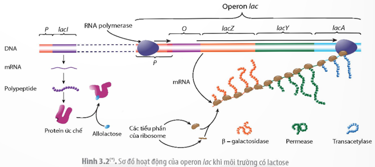 MỞ ĐẦUTrong mỗi tế bào có hàng chục nghìn gene nhưng tại mỗi thời điểm chỉ một số gene hoạt động. Làm thế nào tế bào có thể đóng/mở các gene nhất định đúng thời điểm, tạo ra đúng lượng sản phẩm tế bào cần?Giải chi tiết:Tế bào chỉ cần sản phẩm của một gene nhất định vào thời điểm nhất định. Do vậy, các gene cần được điều khiển để có thể tạo ra đủ lượng sản phẩm vào đúng thời điểm khi tế bào cần đến. Điều hoà biểu hiện gene hay điều hoà hoạt động gene được xem như là quá trình đóng/mở hay bật/tắt gene. Quá trình điều hoà biểu hiện gene chủ yếu xảy ra ở khâu điều hoà phiên mã (gene có được phiên mã hay không phiên mã). Một gene chỉ được phiên mã khi tế bào nhận được tín hiệu cho biết gene đó cần được phiên mã; ngược lại, khi lượng sản phẩm của gene tạo ra vượt quá nhu cầu của tế bào thì sẽ có tín hiệu để gene ngừng hoạt động phiên mã.I. THÍ NGHIỆM PHÁT HIỆN RA OPERON LAC Ở VI KHUẨN E.COLICâu 1: Quan sát các hình 3.1 và 3.2, hãy giải thích cơ chế điều hòa biểu hiện gen của operon lac.Giải chi tiết:Khi môi trường không có lactose: Protein ức chế lacI liên kết với operator khiến enzyme RNA polymerase có thể liên kết với promoter nhưng không trượt qua được nên các gene cấu trúc không được phiên mã.Khi môi trường có lactose: Một lượng nhỏ lactose chuyển thành đồng phân của lactose (allolactose) và liên kết với protein ức chế lacI khiến protein này thay đổi cấu hình dẫn đến không liên kết được với operator, do vậy enzyme RNA polymerase có thể liên kết với promoter và tiến hành phiên mã các gene cấu trúc. Vì vi khuẩn không có màng nhân và gene không phân mảnh nên các gene cấu trúc phiên mã đến đâu được dịch mã đến đó tạo ra các loại enzyme tham gia vào quá trình phân giải lactose trong môi trường.Câu 2: Tại sao môi trường có lactose thì protein ức chế lại không liên kết với operator?Giải chi tiết:Vì khi môi trường có lactose thì một lượng nhỏ lactose chuyển thành đồng phân của lactose (allolactose) và liên kết với protein ức chế lacI khiến protein này thay đổi cấu hình dẫn đến không liên kết được với operator.II. Ý NGHĨA VÀ ỨNG DỤNG THỰC TIỄN CỦA ĐIỀU HÒA BIỂN HIỆN GENECâu 1: Phân tích ý nghĩa của điều hòa biểu hiện gene trong tế bào và quá trình phát triển cá thể. Giải thích. Giải chi tiết:Tế bào phải tiêu tốn rất nhiều năng lượng cho việc tổng hợp protein. Nhờ có sự điều hoà biểu hiện gene, tế bào chỉ tổng hợp sản phẩm của gene khi cần thiết, với lượng phù hợp với nhu cầu nên tiết kiệm được năng lượng. Ngoài ra, điều hoà biểu hiện gene còn đảm bảo cho tế bào thích nghi được với sự thay đổi của môi trường. Điều hoà biểu hiện gene còn có vai trò quan trọng trong quá trình phát triển của các sinh vật đa bào nhân thực. Từ hợp tử tạo ra được cơ thể sinh vật hoàn chỉnh với các tế bào và các mô chuyên hoá khác nhau là nhờ có sự điều hoà biểu hiện gene một cách chính xác. Các tế bào sinh ra từ một hợp tử mặc dù có cùng hệ gene, nhưng các tế bào con nhận được các tín hiệu điều hoà khác nhau từ tế bào chất của hợp tử và trong quá trình phát triển lại nhận tín hiệu điều hoà từ các tế bào xung quanh nên các tế bào khác nhau đóng, mở các nhóm gene khác nhau, tạo nên các tế bào chuyên hoá. Nếu quá trình điều hoà biểu hiện gene trong quá trình phát triển bị trục trặc, phôi thai có thể bị chết hoặc cá thể sinh ra sẽ bị dị dạng. Câu 2: Hãy tìm thêm một số ứng dụng của điều hòa biểu hiện gen trong nông nghiệp và trong y học.Giải chi tiết:Một số ứng dụng của điều hòa biểu hiện gen trong nông nghiệp và trong y học:Trong y học: Việc điều chỉnh biểu hiện gen đóng vai trò quan trọng trong điều trị ung thư bằng cách nhắm vào các gen liên quan đến sự phát triển, tồn tại và lan truyền của khối u. Ví dụ: Các phân tử nhỏ ức chế, kháng thể đơn dòng hoặc công nghệ chỉnh sửa gen có thể được sử dụng để điều hòa biểu hiện của các gen kích thích hoặc ức chế khối u, dẫn đến ức chế sự phát triển của tế bào ung thư hoặc sự kích thích sự chết của tế bào theo chương trình. Trong nông nghiệp: Các kỹ thuật điều hòa biểu hiện gen có thể được sử dụng để tăng cường các đặc điểm mong muốn trong cây trồng như năng suất, dinh dưỡng và khả năng chống lại sâu bệnh. Ví dụ: Bằng cách điều hòa biểu hiện gen liên quan đến khả năng chịu hạn hán hoặc kháng sâu bệnh bằng các kỹ thuật như CRISPR/Cas9, các nhà khoa học có thể phát triển các giống cây có khả năng chống lại môi trường khắc nghiệt và cho năng suất cao hơn.LUYỆN TẬP VÀ VẬN DỤNG
