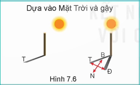 MỞ ĐẦUTrong một lần đi dã ngoại cùng bạn bè, do mải mê ngắm cảnh, Hà đã lạc các bạn trong đoàn từ lâu mà không biết, lúc này trời cũng sắp tối.Theo em, Hà nên làm gì trong trường hợp này?Giải chi tiết:Theo em, trong trường hợp này, Hà cần bình tĩnh, xác định hướng mặt trời lặn để tìm ra được hướng của đoàn đi dã ngoại.  I. TÌM PHƯƠNG HƯỚNGCâu hỏi: Quan sát hình 7.6, 7.7 và thực hành xác định phương hướng dựa vào Mặt Trời. Giải chi tiết:Hình 7.6. Dựa vào Mặt Trời và đồng hồ đeo tayDùng một que nhỏ (cỡ cây tăm) cắm vuông góc với mặt đất, que sẽ cho một cái bóng. Đặt đồng hồ sao cho bóng của que trùng lên kim chỉ giờ. Đường phân giác của góc hợp bởi kim chỉ giờ và số 12 sẽ cho hướng nam (N), như vậy hướng đối diện là hướng bắc (B).Hình 7.7. Dựa vào Mặt Trời và gậyCắm một cây gậy thẳng, vuông góc xuống mặt đất, đỉnh bóng ban đầu của gậy đánh dấu là T. Đợi khoảng 15 phút sau, bóng gậy sẽ khác đi. Đỉnh bóng của gậy lúc này sẽ đặt là Đ. Nối T với Đ được đoạn thẳng TĐ. Bên T là hướng tây, bên Đ là hướng đông. Câu hỏi: Dựa vào hình 7.9, em hãy sử dụng những viên sỏi để xếp hình (hoặc vẽ ra giấy) chòm sao Đại Hùng tinh và Tiểu Hùng tinh.Giải chi tiết:- Đại Hùng tinh giống như một cái muôi to có cán, gồm 7 ngôi sao sáng (hai ngôi dưới cùng gọi là sao A và sao C). Kẻ một đường thẳng tưởng tượng qua 2 ngôi sao A và C, khoảng cách gấp 5 lần AC sang phải là sao Bắc Cực.- Tiểu Hùng tinh gồm có 7 ngôi sao, trong đó sao Bắc Cực ở phía dưới cùng (đây là ngôi sao to và rõ nhất trong Tiểu Hùng tinh).  Câu hỏi: Em hãy nêu một số cách xác định phương hướng dựa vào đặc điểm thực vật và tập tính của một số động vật.Giải chi tiết:- Dựa vào đặc điểm thực vật + Dựa vào mật độ rêu mọc: Ở các tảng đá độc lập và các công trình xây dựng lâu năm, rêu thường mọc ở hướng bắc nhiều hơn các hướng khác.+ Dựa vào sự phát triển của cây độc lập: Ở cây độc lập, tán lá ở hướng nam thường xanh tốt và phát triển nhanh hơn các hướng khác. Vỏ cây ở hướng bắc thường xù xì và nhiều rêu hơn các hướng khác. Ở những gốc cây bị cưa, vòng tròn lõi cây (vòng tuổi của cây) ở hướng nam rộng hơn hướng bắc.+ Măng tre, mầm chuối thường mọc ở hướng đông nhiều và to hơn các hướng khác. Hoa hướng dương thường quay về hướng đông.- Dựa vào tập tính của một số động vậtMột số loài chim thường bay cao và thành từng đàn về hướng nam vào mùa lạnh, về hướng bắc vào mùa nóng. Một số loài chim, kiến thường xây tổ có cửa quay về hướng nam, phần thành dày của tổ quay về hướng bắc.- Dựa vào sông lớn ở Việt NamCác sông lớn ở khu vực miền Bắc thường bắt nguồn từ hướng tây bắc, chảy về hướng đông nam ra biển. Ở miền Trung, các sông lớn thường bắt nguồn từ hướng tây, chảy về hướng đông ra biển, còn ở khu vực miền nam, các sông lớn thường bắt nguồn từ hướng tây bắc chảy về hướng đông nam ra biển. II. GIỮ PHƯƠNG HƯỚNGCâu hỏi: Làm sao để giữ phương hướng trong quá trình di chuyển? Em cần làm gì khi bị lạc hướng?Giải chi tiết:* Cách giữ phương hướng- Trước khi di chuyển+ Trước khi di chuyển cần phải nắm chắc điểm định đến, cự li, đường và hướng đi từng chặng (nếu phải đi nhiều chặng); đặc điểm, vật chuẩn trên đường đi.+ Chuẩn bị đầy đủ, tỉ mỉ mọi thứ cần phương hướng được thuận lợi. thiết (địa bàn, bản đồ,...) để xác định và giữ- Quá trình di chuyển+ Thường xuyên xác định và nắm chắc phương hướng, địa hình, vật chuẩn, những nơi phát ra ánh sáng, tiếng động để xác định đường, hướng di chuyển chính xác.+ Dựa vào các vật chuẩn dễ nhìn thấy (đỉnh núi, cây độc lập,...) và hướng chuẩn để đi đúng hướng; ghi nhớ hoặc đánh dấu những vị trí, hướng đã đi qua, nhất là ở những nơi dễ bị lạc.+ Nếu có nhiều người cùng đi, cần phải bám sát người đi trước hoặc theo dõi đường đi, dấu vết, vật đánh dấu chỉ đường của người đi trước để đi theo.+ Nếu ở trong rừng, hãy xác định một đường thẳng tưởng tượng xuyên qua một số vật chuẩn dễ nhận thấy (gốc cây, tảng đá,...) để đi tới từng điểm chuẩn. Trường hợp sương mù, ban đêm không nhìn thấy vật chuẩn cần dùng địa bàn (nếu có) chiếu hướng đi từng chặng nhỏ; cúi thấp người để dễ quan sát các vật chuẩn.+ Khi gặp vật cản (ao, hồ, đầm lầy, khu công nghiệp,...) cần căn cứ vào tình hình để vòng vượt hoặc rẽ góc vuông, rẽ theo hình tam giác cân kết hợp tính cự li (đếm bước chân,...) để vượt qua vật cản. * Cách xử lí khi bị lạc hướng- Bình tĩnh và xác định lại chính xác vị trí bắt đầu lạc hướng, nhớ lại đặc điểm địa hình, địa vật nơi đã đi qua.- Có thể quay lại vị trí bắt đầu bị lạc rồi xác định lại hướng đi hoặc xác định hướng đi tại điểm bị lạc để đi tắt đến đường cũ hay đi thẳng đến nơi cần đến.- Nếu lạc ở trong rừng, cần xác định phương hướng bằng Mặt Trời, hướng gió, sự phát triển của cây độc lập,... và có thể đi theo đường mòn, dòng suối,... để ra khỏi khu vực bị lạc. Ban đêm có thể dựa vào Mặt Trăng và sao hoặc nơi phát ra ánh sáng, tiếng động để xác định phương hướng. LUYỆN TẬPCâu 1. Có những cách xác định phương hướng nào dựa vào Mặt Trời? Em hãy hướng dẫn mọi người thực hiện một trong những cách xác định phương hướng dựa vào Mặt Trời đó.Giải chi tiết:- Dựa vào Mặt Trời và đồng hồ đeo tayDùng một que nhỏ (cỡ cây tăm) cắm vuông góc với mặt đất, que sẽ cho một cái bóng. Đặt đồng hồ sao cho bóng của que trùng lên kim chỉ giờ. Đường phân giác của góc hợp bởi kim chỉ giờ và số 12 sẽ cho hướng nam (N), như vậy hướng đối diện là hướng bắc (B).- Dựa vào Mặt Trời và gậyCắm một cây gậy thẳng, vuông góc xuống mặt đất, đỉnh bóng ban đầu của gậy đánh dấu là T. Đợi khoảng 15 phút sau, bóng gậy sẽ khác đi. Đỉnh bóng của gậy lúc này sẽ đặt là Đ. Nối T với Đ được đoạn thẳng TĐ. Bên T là hướng tây, bên Đ là hướng đông. Câu 2. Buổi tối (khi có sao), em hãy quan sát lên bầu trời và xác định sao Bắc Cực.Giải chi tiết:- Sao Bắc Cực nằm ở gần chính hướng bắc, có vị trí tương đối ổn định, sáng và rõ. Lấy sao Bắc Cực làm chuẩn, kéo một đường thẳng xuống đường chân trời là hướng bắc.- Muốn tìm sao Bắc Cực, trước tiên cần phải tìm chòm sao Đại Hùng tinh (gấu lớn) và chòm sao Tiểu Hùng tinh (gấu nhỏ).Câu 3. Em hãy thực hành xác định phương hướng dựa vào các yếu tố tự nhiên (đặc điểm thực vật, tập tính của một số động vật,...) có ở xung quanh mình.Giải chi tiết:+ Dựa vào mật độ rêu mọc: Ở các tảng đá độc lập và các công trình xây dựng lâu năm, rêu thường mọc ở hướng bắc nhiều hơn các hướng khác.+ Dựa vào sự phát triển của cây độc lập: Ở cây độc lập, tán lá ở hướng nam thường xanh tốt và phát triển nhanh hơn các hướng khác. Vỏ cây ở hướng bắc thường xù xì và nhiều rêu hơn các hướng khác. Ở những gốc cây bị cưa, vòng tròn lõi cây (vòng tuổi của cây) ở hướng nam rộng hơn hướng bắc.+ Măng tre, mầm chuối thường mọc ở hướng đông nhiều và to hơn các hướng khác. Hoa hướng dương thường quay về hướng đông. VẬN DỤNG