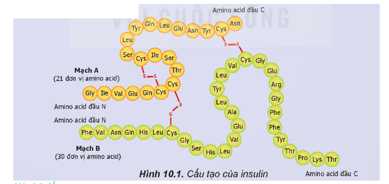 BÀI 10. PROTEIN VÀ ENZYME