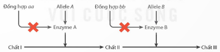 MỞ ĐẦUCó phải mọi tính trạng đều do một gene quy định? Giải thích.Giải chi tiết:Không phải mọi tính trạng đều do một gene quy định. Vì có một số tính trạng do nhiều gene cùng quy định.I. TƯƠNG TÁC GIỮA CÁC ALLELE THUỘC CÙNG MỘT GENECâu 1: Sản phẩm của các allele thuộc cùng một gene có thể quy định kiểu hình theo những cách nào? Giải thích.Giải chi tiết:Các allele của cùng một gene không chỉ có kiểu quan hệ trội lặn hoàn toàn mà còn có các kiểu tương tác khác như trội không hoàn toàn (di truyền trung gian), đồng trội. Trường hợp cả hai allele khác nhau của cùng một gene đều biểu hiện kiểu hình riêng trên kiểu hình cơ thể thì kiểu tương tác này được gọi là đồng trội. Câu 2: Tìm thêm ví dụ về tương tác giữa các allele theo kiểu đồng trội.Giải chi tiết:Ví dụ: Ở chuột, allele Ay là allele trội quy định màu lông vàng, allele a quy định lông đen, nếu chuột có kiểu gen AyAy thì sẽ bị chế ở giai đoạn phôi, các kiểu gen khác phát triển bình thường.II. TƯƠNG TÁC GIỮA CÁC ALLELE THUỘC CÁC GENE KHÁC NHAUCâu 1: Sản phẩm của các gene khác nhau có thể cùng tham gia tạo nên một sản phẩm theo những cách nào? Giải thích.Giải chi tiết:Sản phẩm của các gene (chuỗi polypeptide) có thể cùng tham gia cấu tạo nên protein hình thành một tính trạng, hoặc cùng tham gia vào một con đường chuyển hoá hay con đường truyền tín hiệu. Ví dụ: Sản phẩm của các gene là những enzyme xúc tác cho các phản ứng khác nhau trong một con đường chuyển hoá tạo ra sản phẩm quy định tính trạng.LUYỆN TẬP VÀ VẬN DỤNG