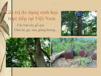 I. LẬP KẾT HOẠCH1. Mục tiêu, nhiệm vụ, sản phẩm dự kiếnMục tiêu:Thực hiện được bài tập (hoặc dự án) về thực trạng bảo tồn hệ sinh thái ở địa phương và đề xuất giải pháp bảo tồn.Rèn luyện các kĩ năng làm việc nhóm, lập kế hoạch, quan sát, phỏng vấn hiện trường.Nhiệm vụ:Lập được kế hoạch làm việc của nhóm để thực hiện dự án.Đi thực địa để tìm hiểu về thực trạng công tác bảo tồn các hệ sinh thái tại địa phương.Viết báo cáo thực trạng công tác bảo tồn các hệ sinh thái tại địa phương và đề xuất các giải pháp nâng cao hiệu quả.Trình bày báo cáo bằng các phần mềm trình chiếu hoặc làm poster dán lên bảng tin của trường (giáo viên và học sinh thống nhất cách trình bày).Sản phẩm dự kiến:Bản kế hoạch thực hiện dự án tìm hiểu thực trạng bảo tồn.Báo cáo thực trạng công tác bảo tồn hệ sinh thái tại địa phương và đề xuất các giải pháp bảo tồn (sử dụng các phần mềm trình chiếu/ video/ tập ảnh).2. Lựa chọn chủ đềTuỳ thuộc vào điều kiện cụ thể của địa phương mà giáo viên và học sinh thống nhất lựa chọn một trong các hoạt động bảo tồn sau đây:Đánh giá thực trạng công tác bảo tồn hệ sinh thái tại địa phương A và đề xuất giải pháp nâng cao hiệu quả bảo tồn đa dạng sinh vật.Đánh giá thực trạng bảo tồn loài cây/con... tại địa phương A và đề xuất giải các pháp cần thiết để nâng cao hiệu quả bảo tồn, phát huy giá trị của loài.3. Lập kế hoạch và phân công nhiệm vụGợi ý bảng phân công chi tiết:Thời gianYêu cầu công việcSản phẩm dự kiếnNgười thực hiệnĐịa điểm thực hiệnCông cụ/ người hỗ trợPhương pháp dự kiếnSáng thứ 6 Lập nhómDanh sách các thành viên trong nhómCả nhómTrên lớp Thảo luận nhómChiều thứ 6Thu thập thông tin và số liệu tổng quanMô tả khái quát về các hoạt động ở địa phươngCả nhómThư viện của trường Đọc và thống kêChiều thứ 6Chọn địa điểm, lập kế hoạch thực hiệnBản kế hoạch chi tiếtCả nhómTrên lớp Thảo luận nhómChiều thứ 6Thảo luận về nhiệm vụ cụ thể và thông tin cần thiếtBản yêu cầu thông tin và số liệu cần thiếtCả nhómTrên lớp Thảo luận nhómSáng thứ 7Xây dựng phiếu thu thập số liệu, phiếu phỏng vấnMẫu phiếu, biểu mẫu khảo sát trực tuyếnThu, Ngân, MaiTrên lớpGoogle FormCác bạn được phân công tiến hành thảo luậnSáng thứ 7Chuẩn bị các điều kiện cần để tiến hành đi thực địaChốt lịch hẹn, phương tiện và công cụ cầnCả nhómTrên lớp Nhóm phân công, cá nhân thực hiệnChiều thứ 7Đi thực địa và thu thập số liệuCác phiếu thông tin, các bảng ghi chép cá nhânCả nhómNơi bảo tồn/phục hồi Quan sát, phỏng vấnSáng chủ nhậtThống kê số liệu, tập hợp thông tin và hình ảnhCác bảng, các biểu đồ, các hình ảnhAn, My, Trung.Ở nhàCác công cụ thông kê, phân tích số liệu (Excel,..)Thống kê, phân tíchChiều chủ nhậtViết báo cáoBáo cáoLan, Kiên, Minh, NhiỞ nhàPowerpoint, tranh ảnh, tài liệu,... Sáng thứ 2Trình bày báo cáoSlide thuyết trình, tranh ảnh, poster, videoMạnh, TrangTrên lớpMáy chiếu, dụng cụ treo tranh,... II. THỰC HIỆN DỰ ÁNThu thập thông tinXử lý thông tinThảo luậnIII. BÁO CÁO ĐÁNH GIÁ1. Xây dựng sản phẩmGợi ý: Sản phẩm có thể ở dưới dạng tranh ảnh, slide thuyết trình, poster hoặc video,...Ví dụ:2. Trình bày sản phẩmSản phẩm dạng tranh ảnh: được treo trên tường, trên giá, bảng tin của nhà trường hoặc lớp học,...Sản phẩm dạng slide thuyết trình: được trình bày bằng các slide trên phần mềm trình chiếu và có thành viên của nhóm thuyết trình.Sản phẩm dạng video: có thể trình bày bằn phần mềm tình chiếu trước lớp, đăng lên trang web của nhà trường hoặc các mạng xã hội.3. Đánh giá